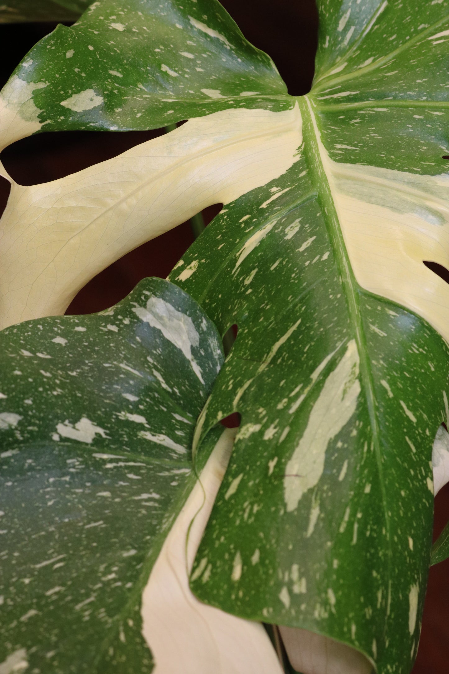 Monstera Thai Constallation
