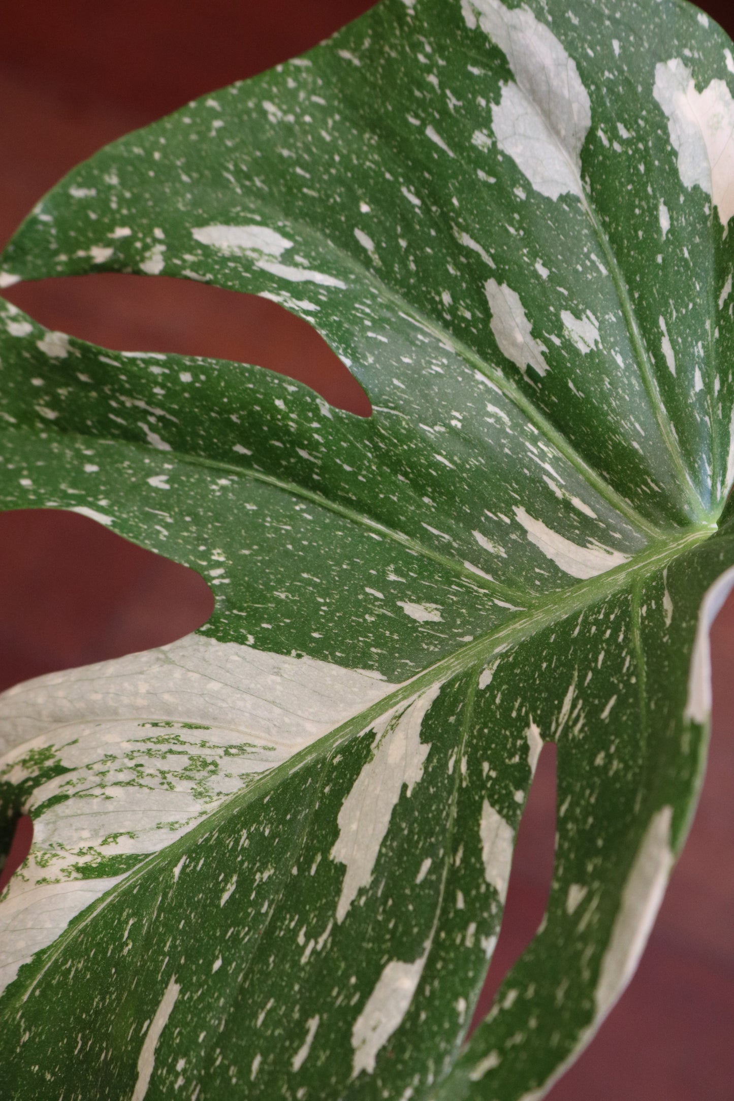Monstera Thai Constallation