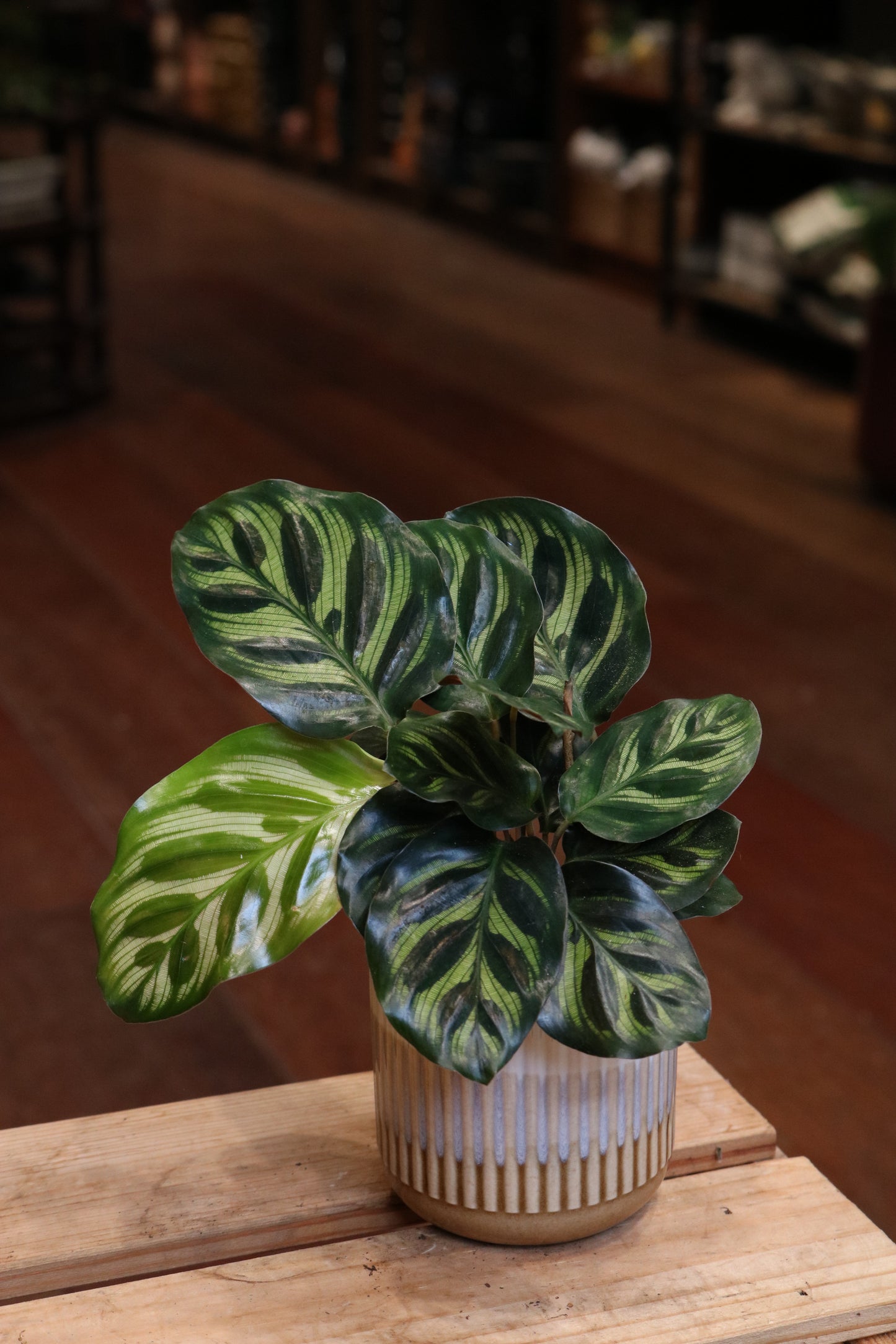 Calathea Makoyana mini