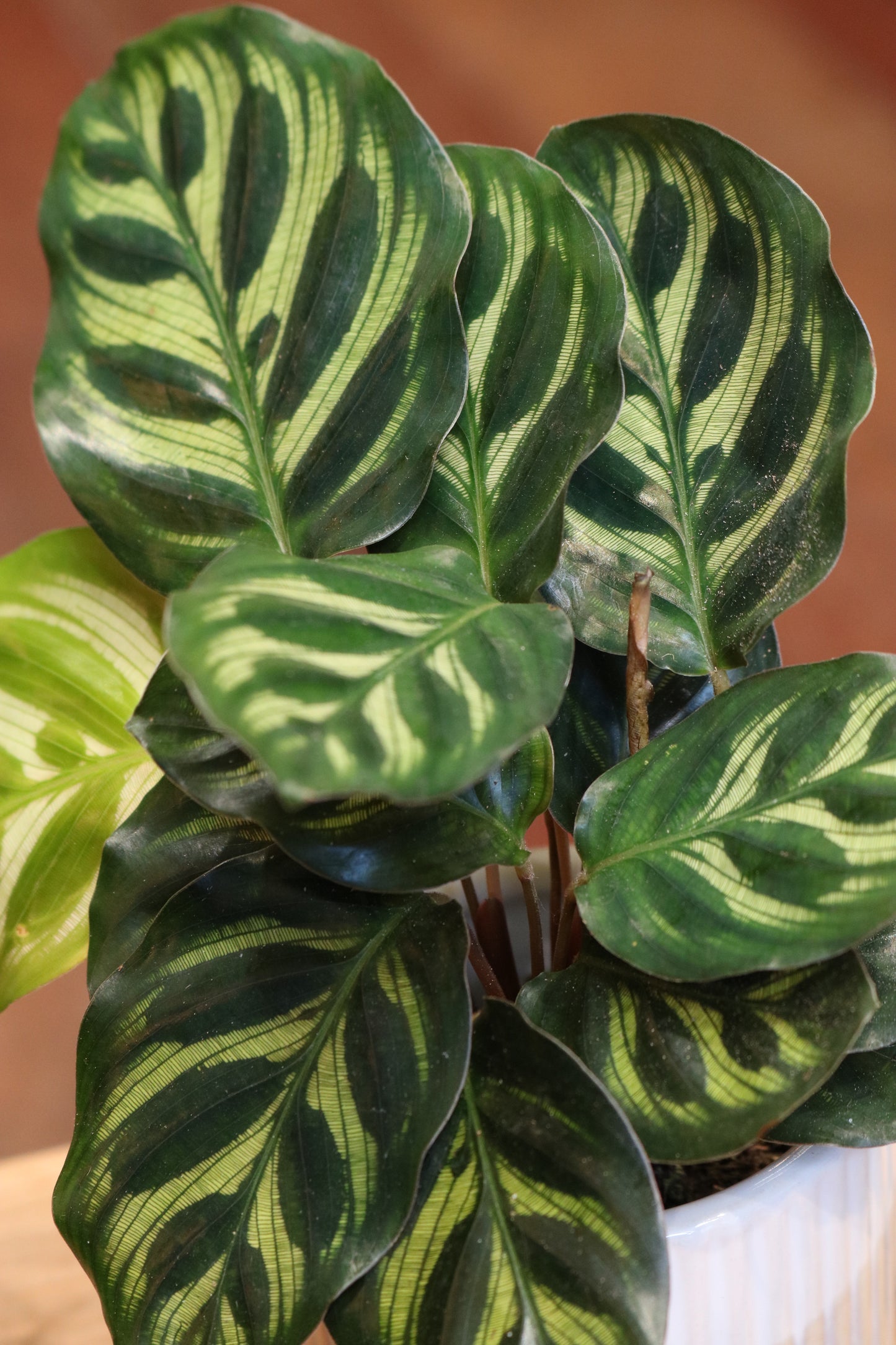 Calathea Makoyana mini