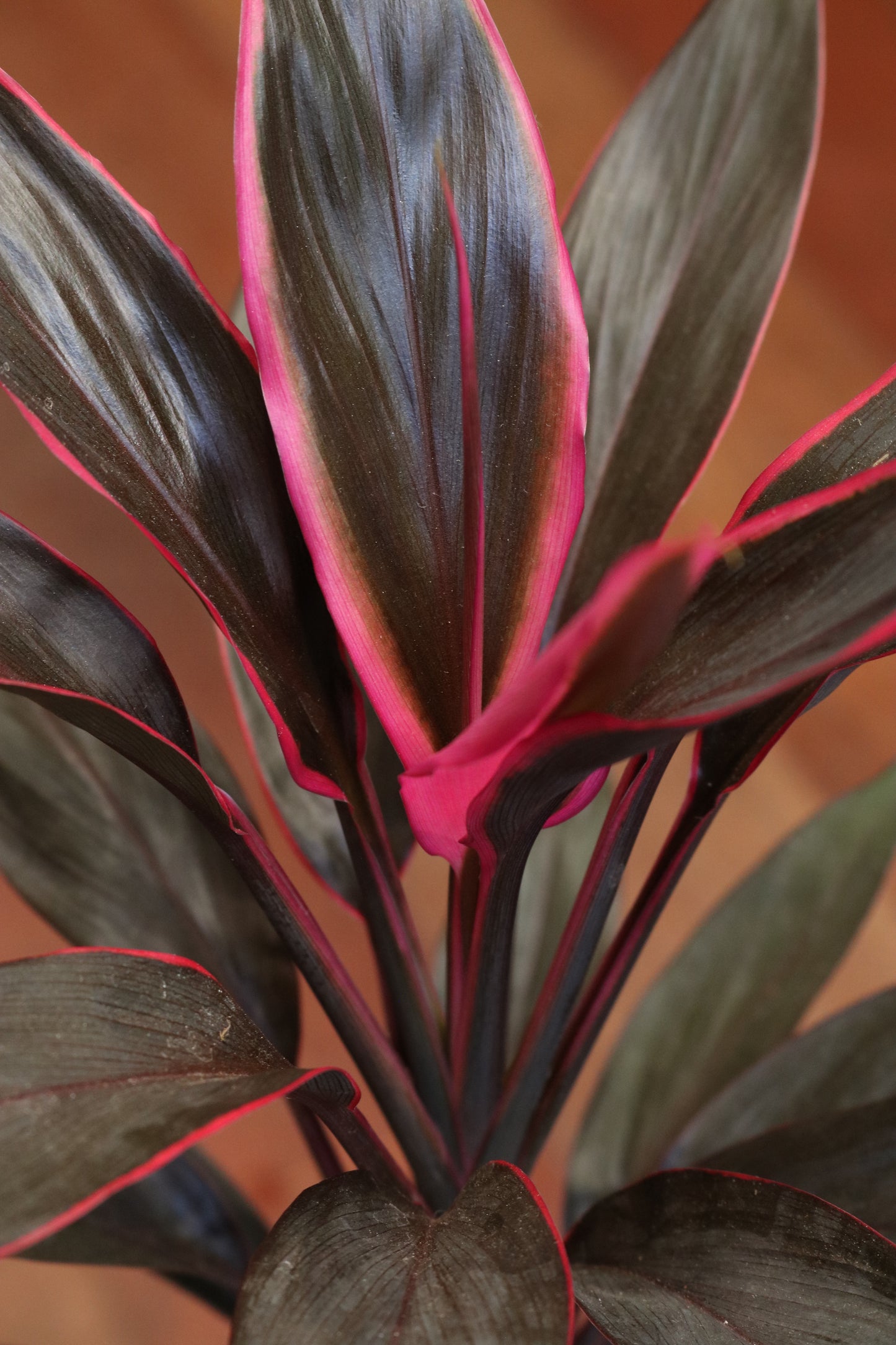 Cordyline 'Tango'