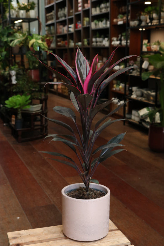 Cordyline 'Tango'