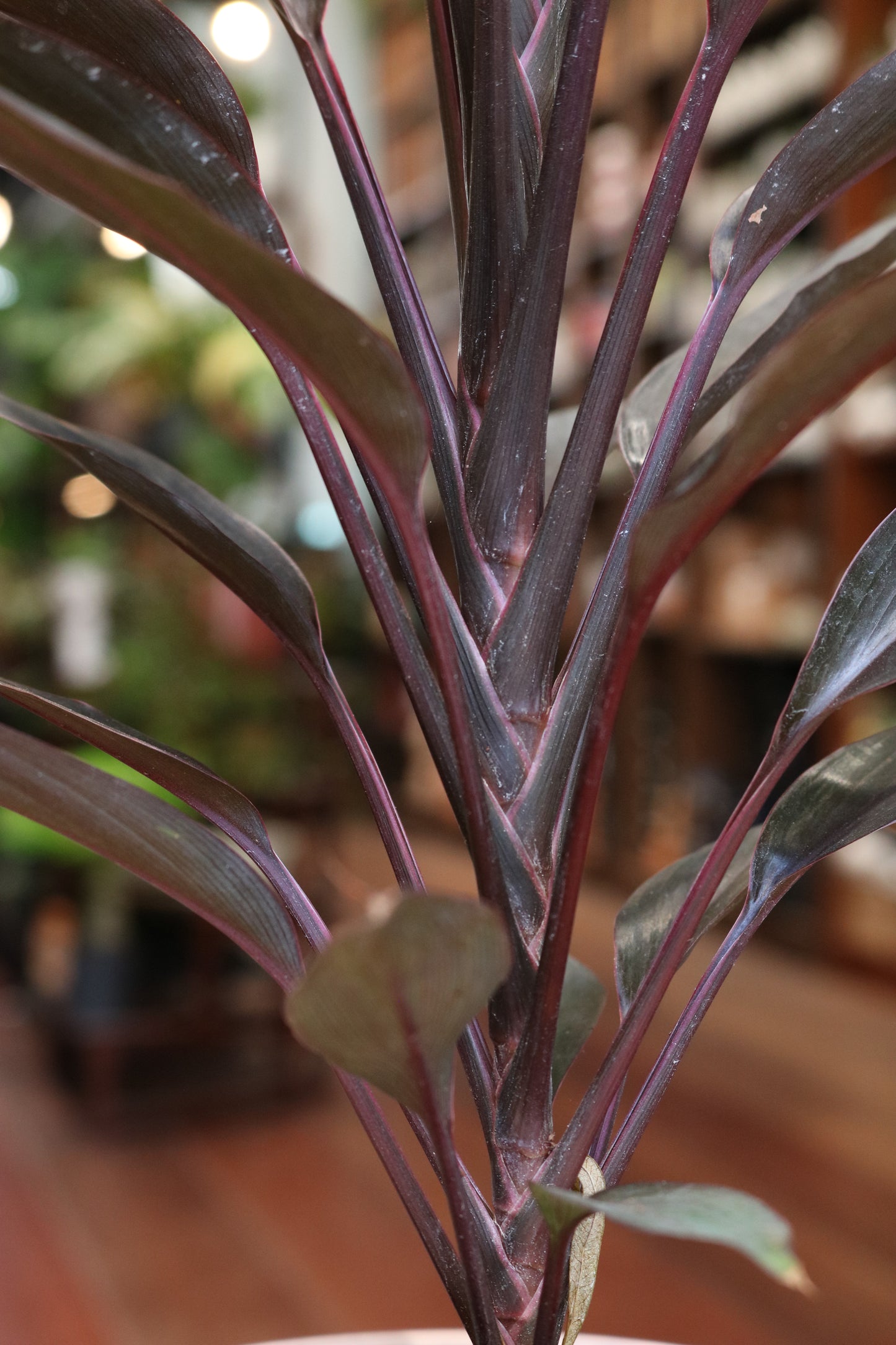 Cordyline 'Tango'