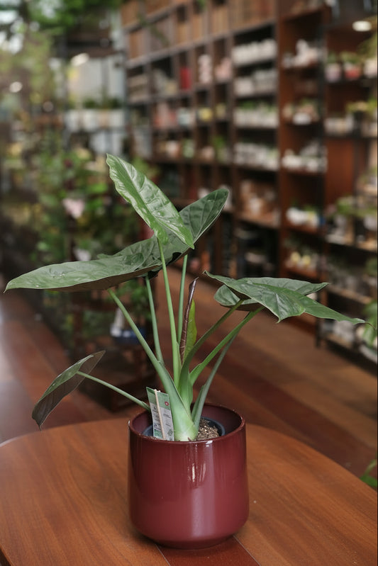 Alocasia Wentii (Olifantsoor)