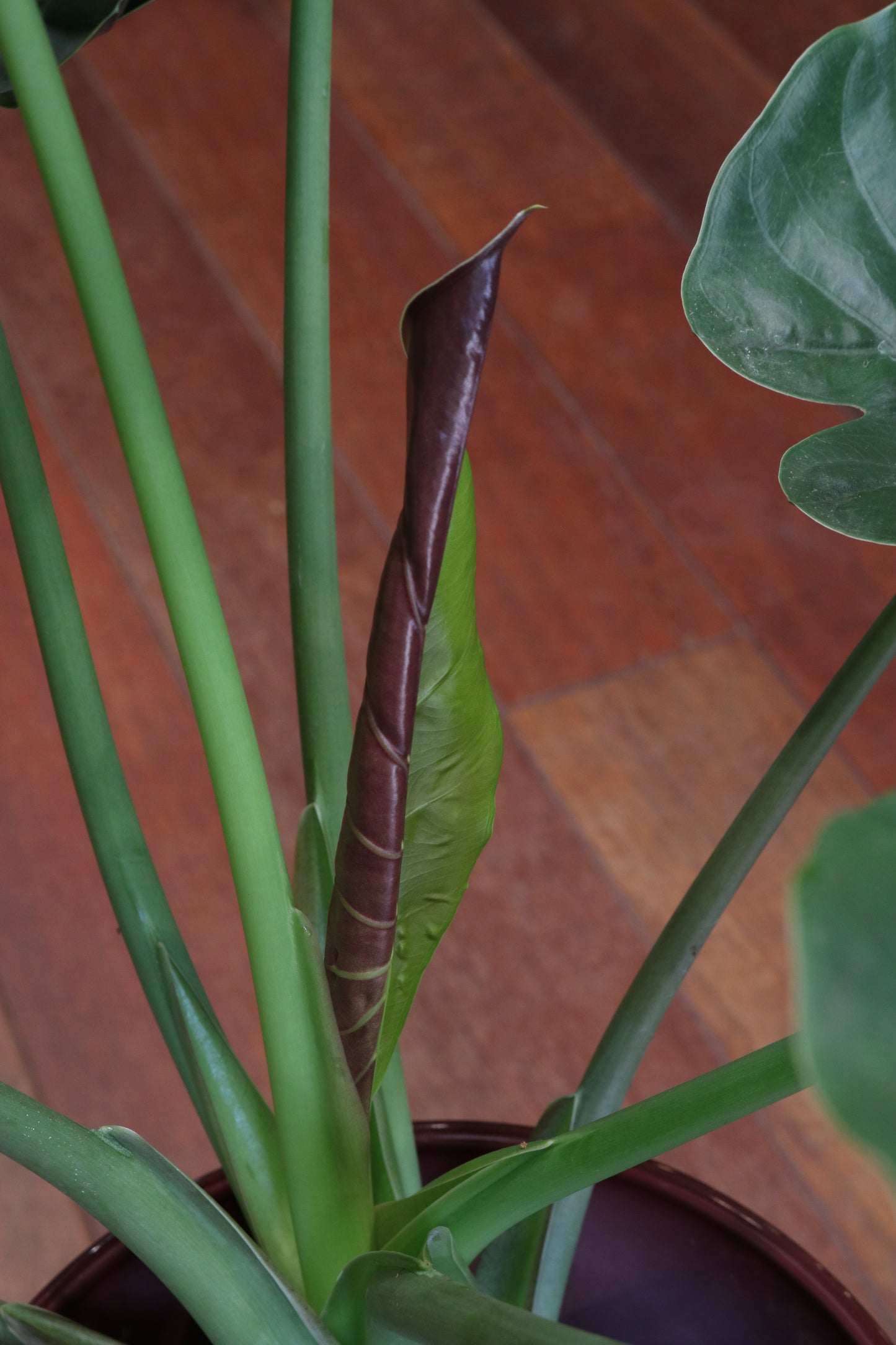 Alocasia Wentii (Olifantsoor)