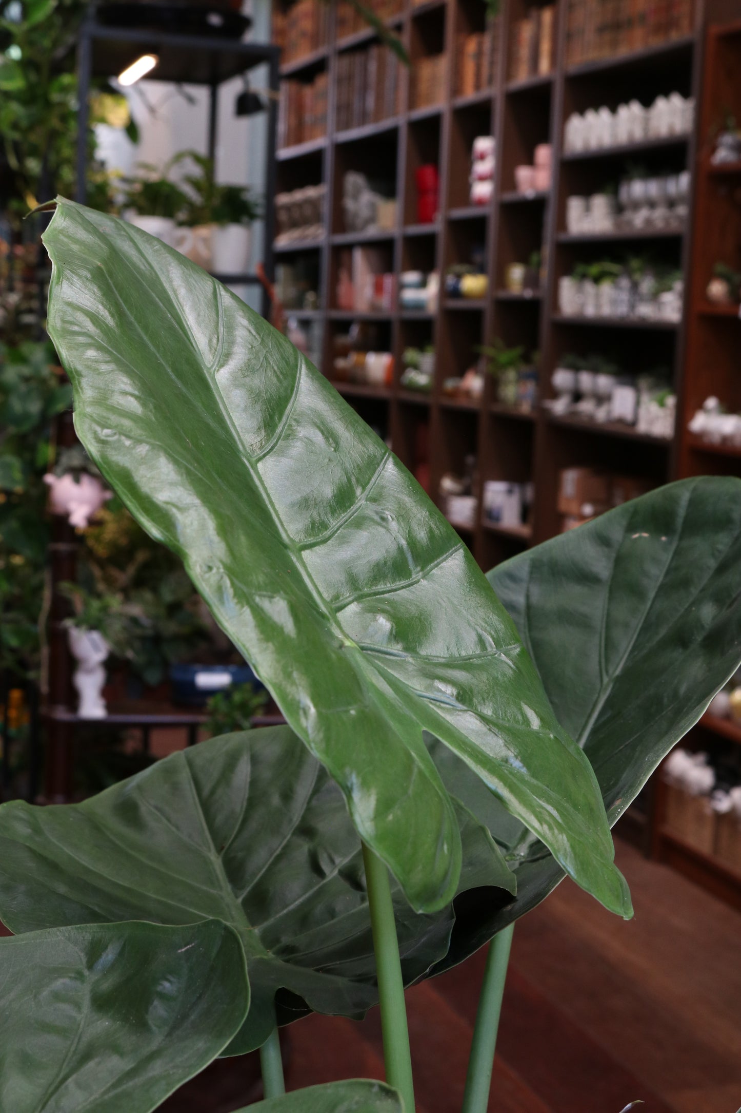 Alocasia Wentii (Olifantsoor)