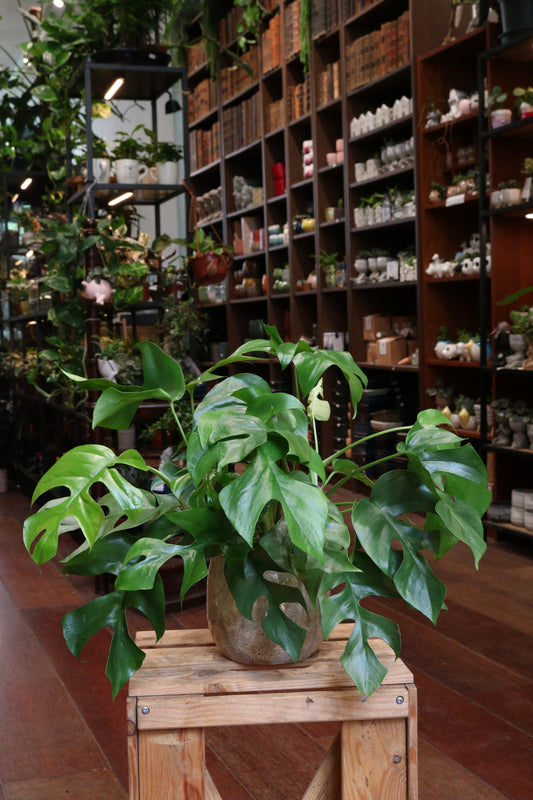 Monstera Minima
