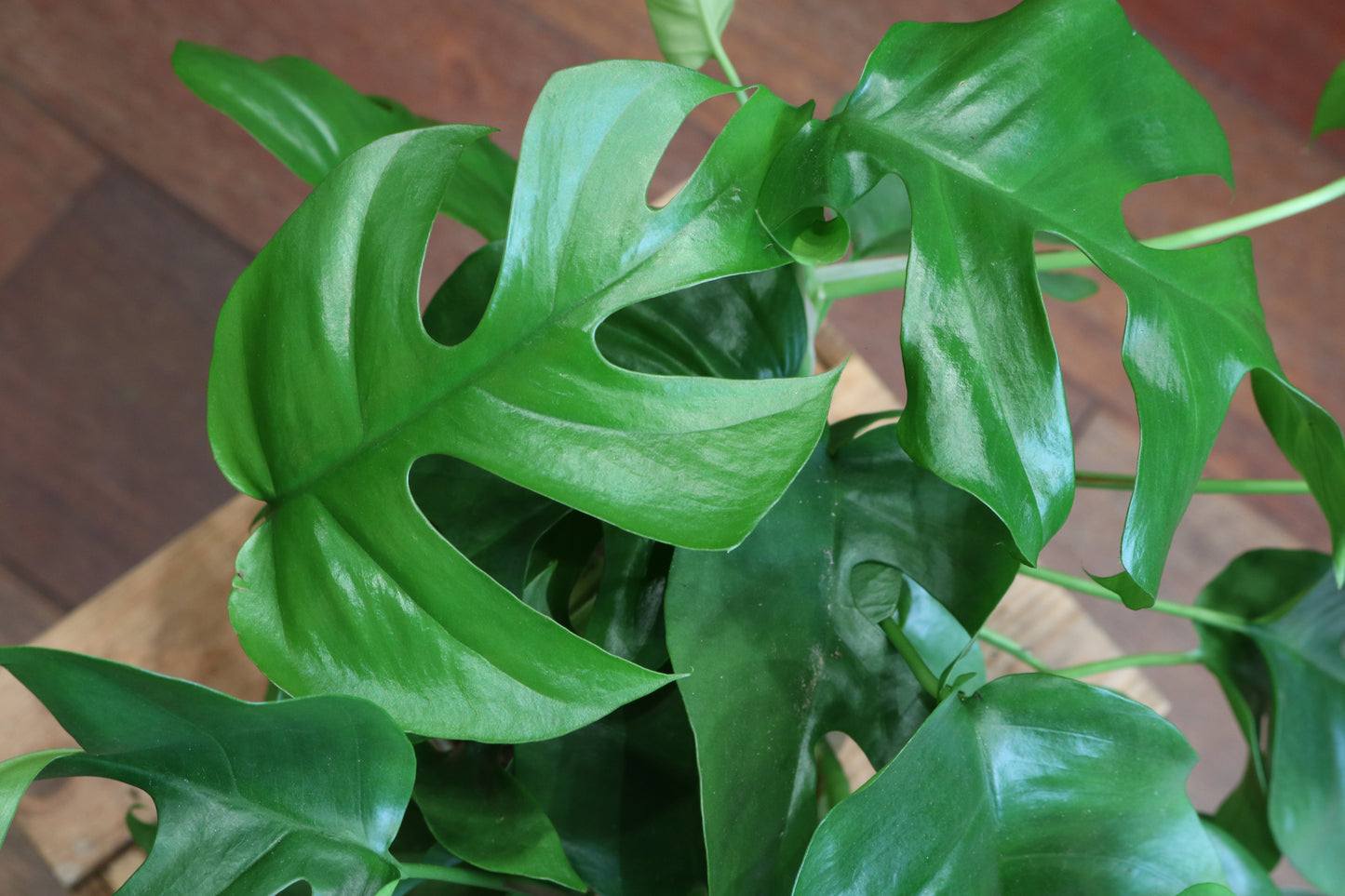 Monstera Minima
