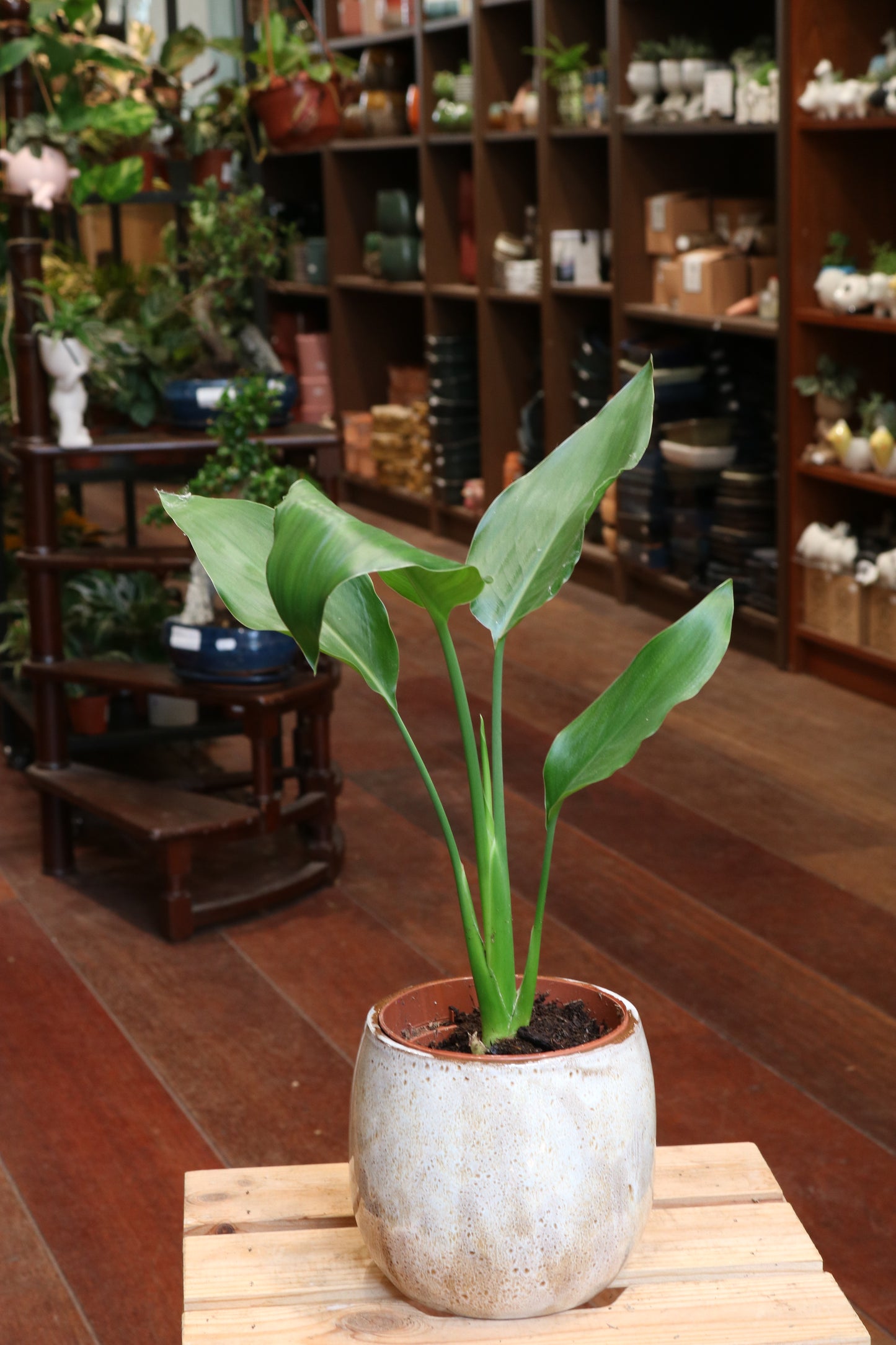 Strelitzia (Bird of Paradise)