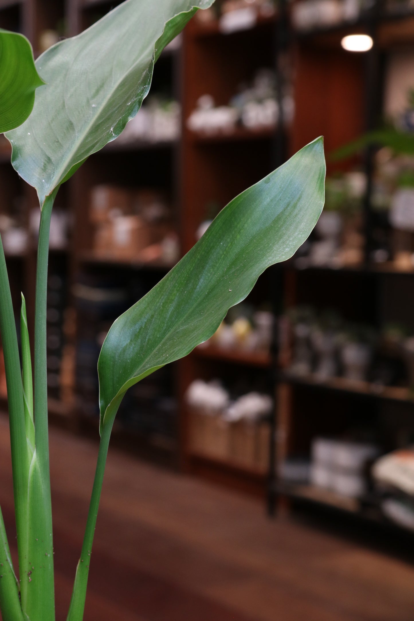 Strelitzia (Bird of Paradise)