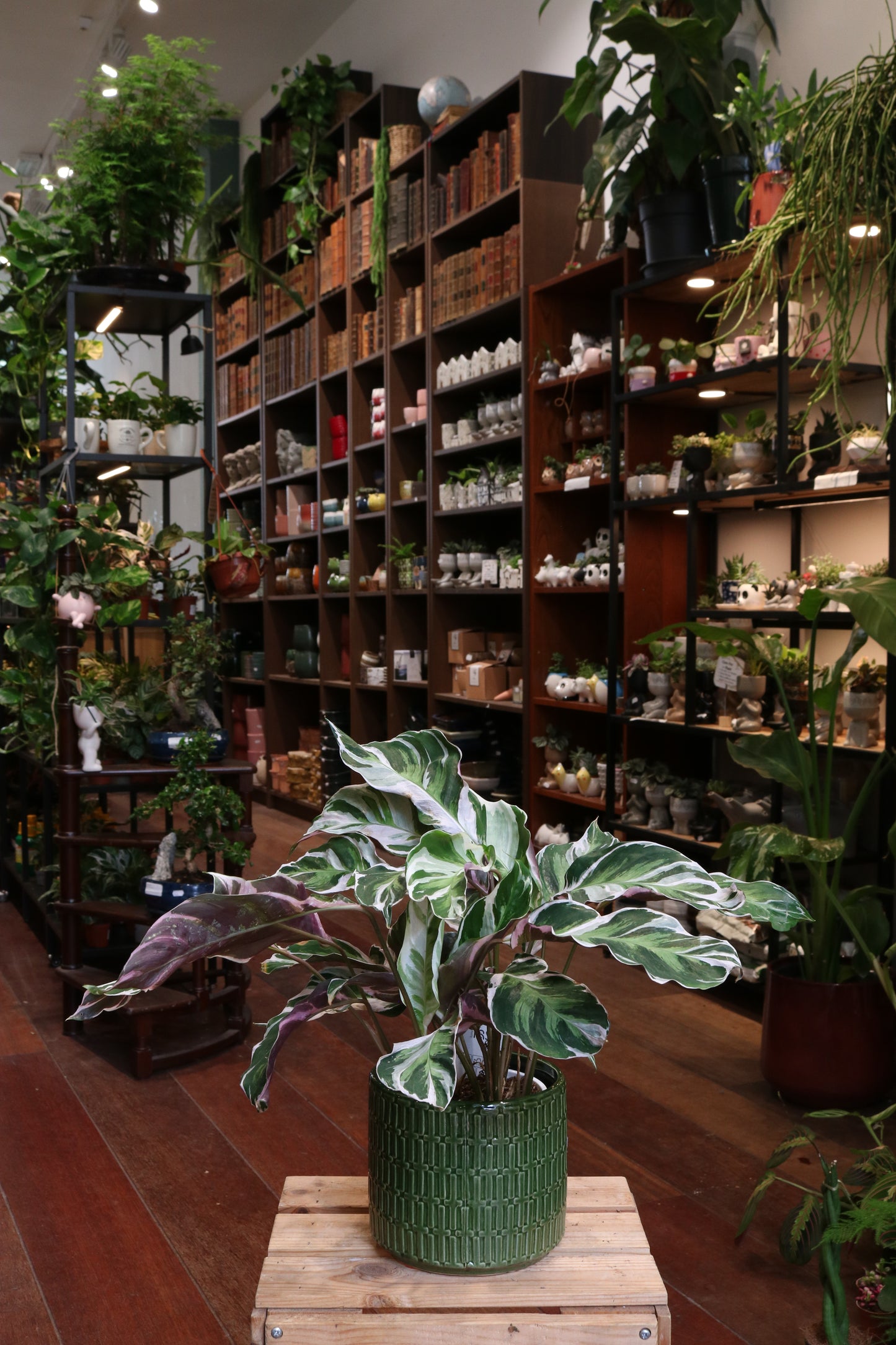 Calathea Fusion White