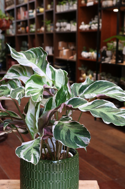 Calathea Fusion White