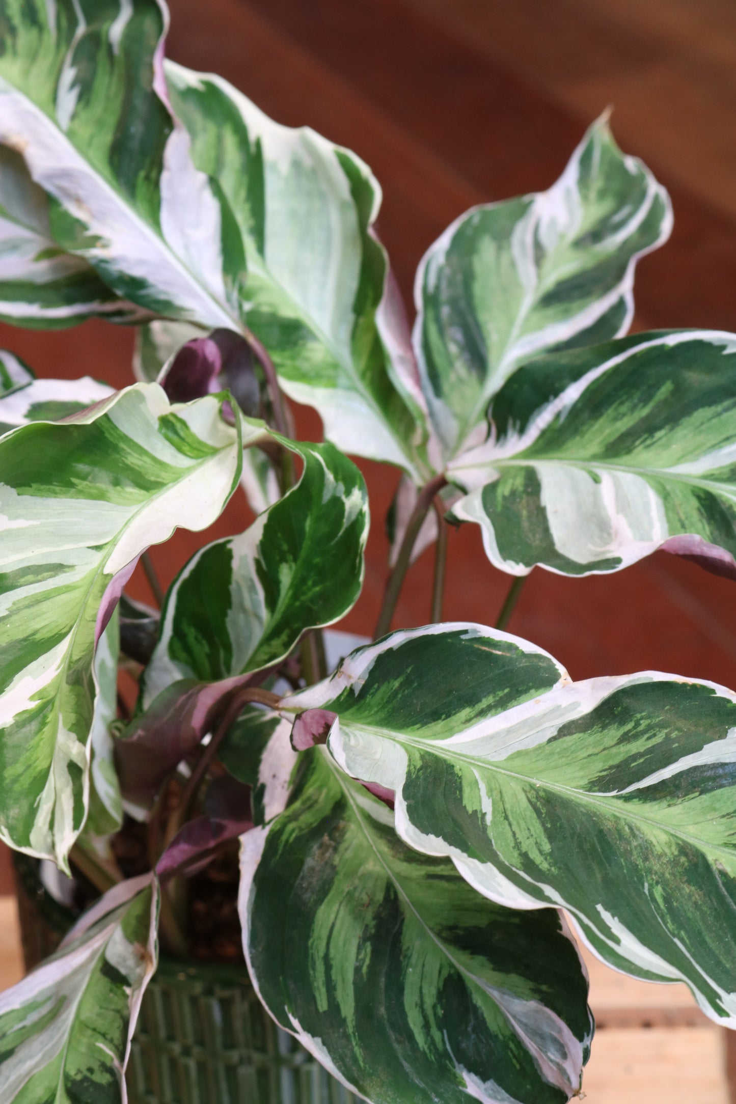 Calathea Fusion White