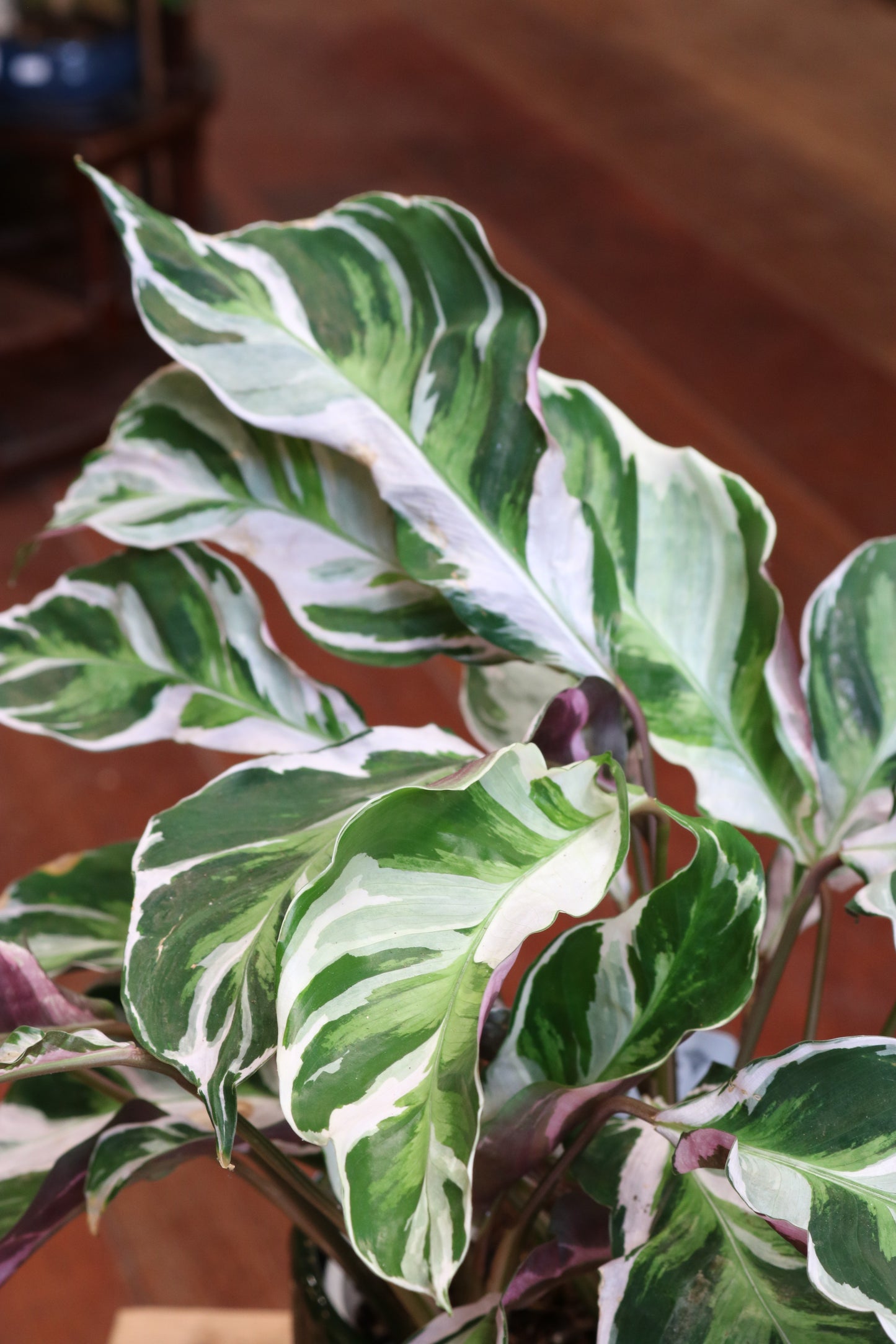 Calathea Fusion White