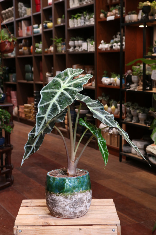 Alocasia Amazonia ‘Polly’
