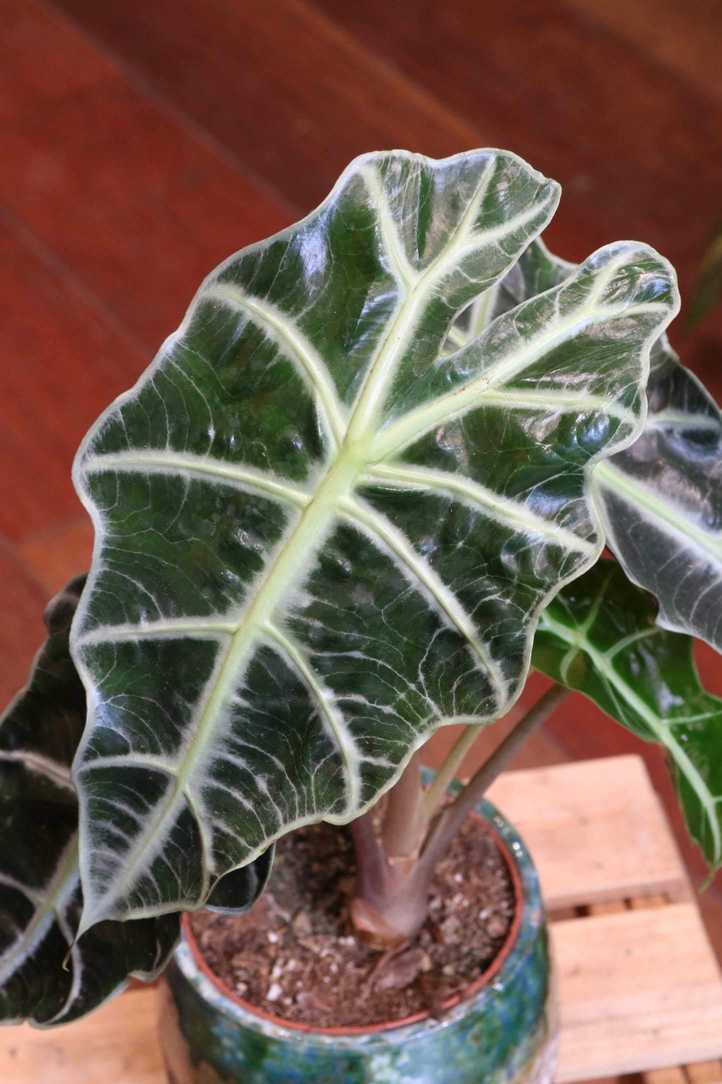 Alocasia Amazonia ‘Polly’