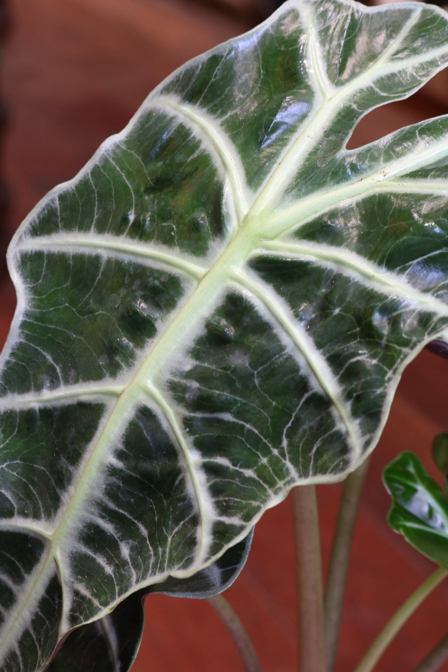 Alocasia Amazonia ‘Polly’