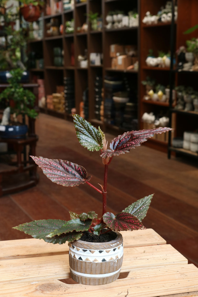 Begonia Pink Spot