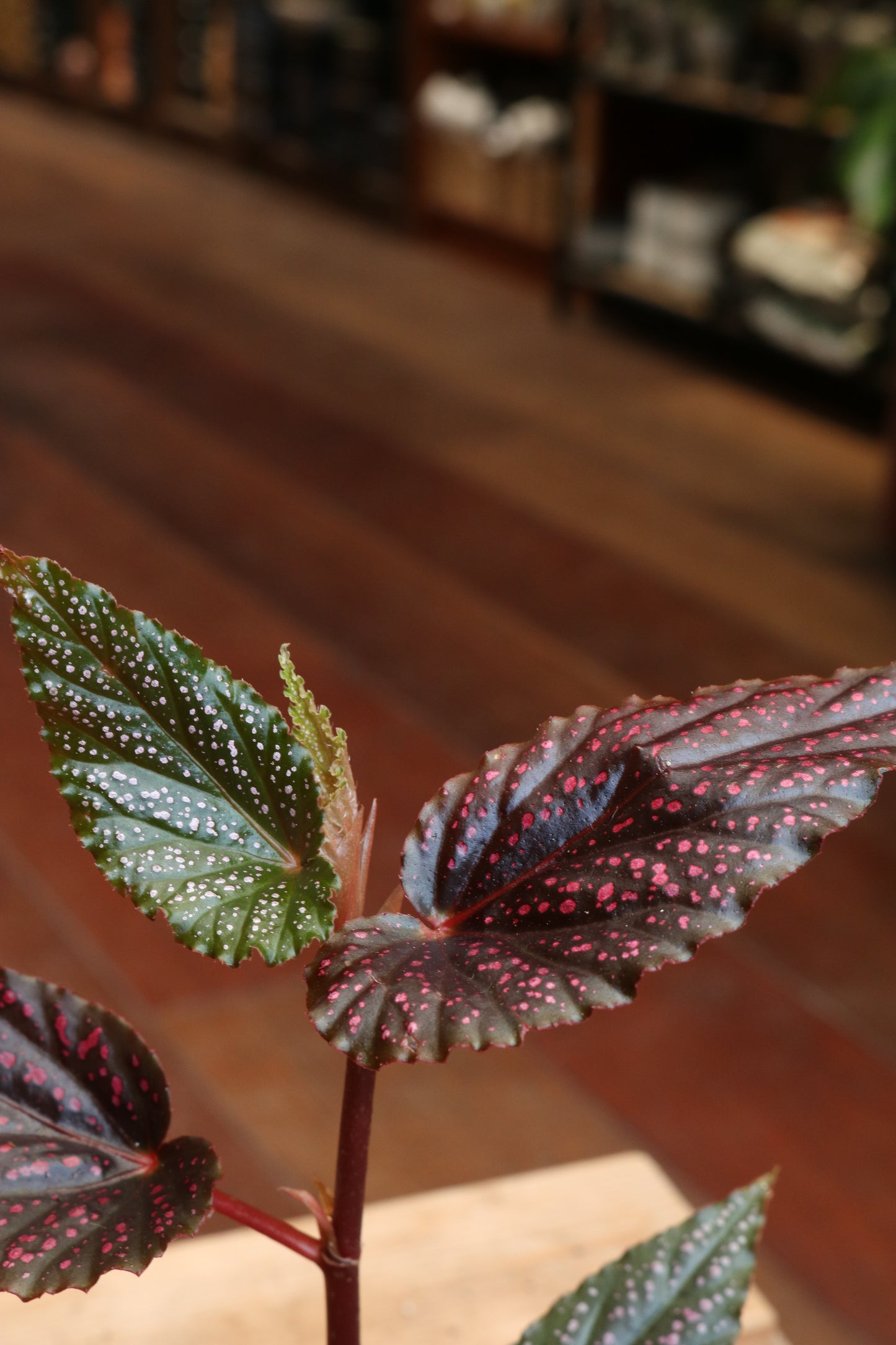 Begonia Pink Spot