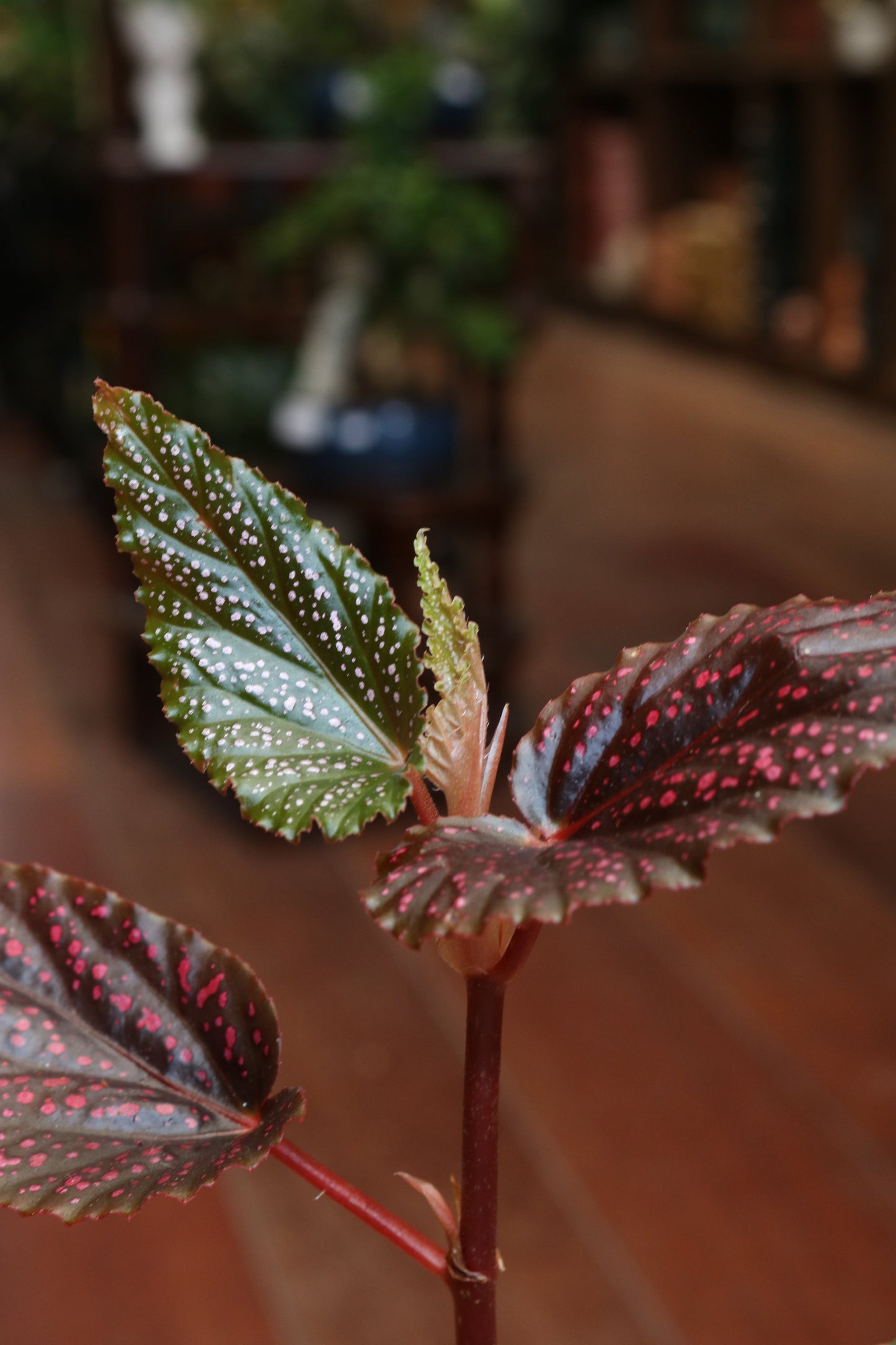 Begonia Pink Spot