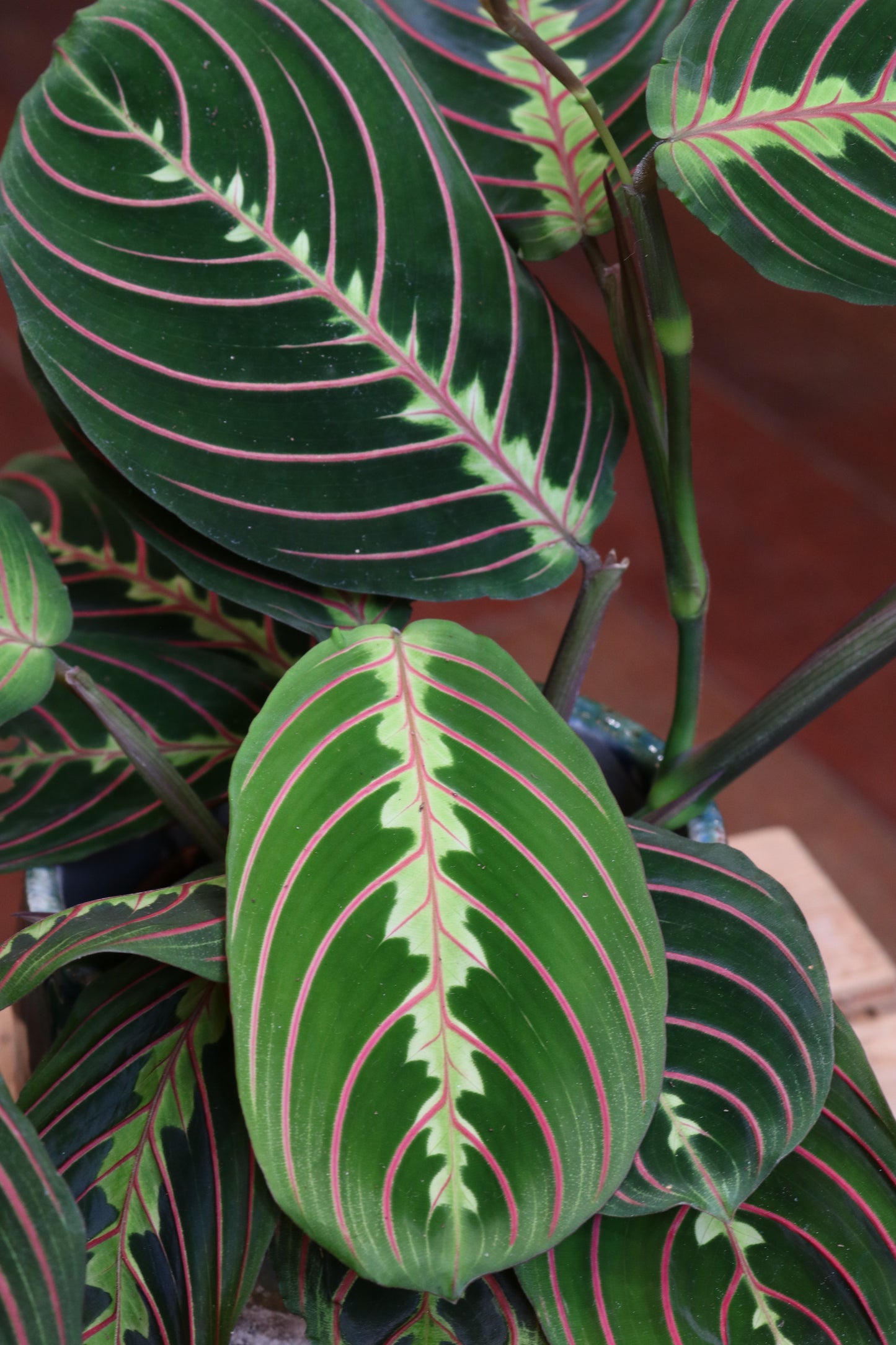 Maranta Fascinator