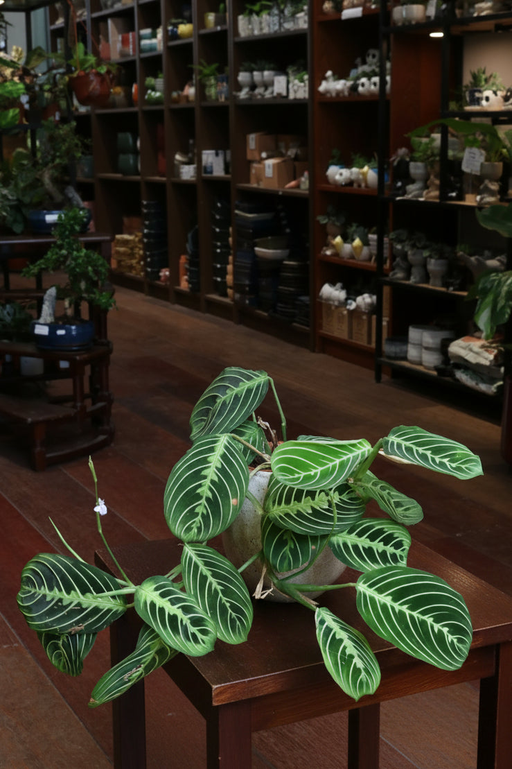 Maranta Lemon Lime