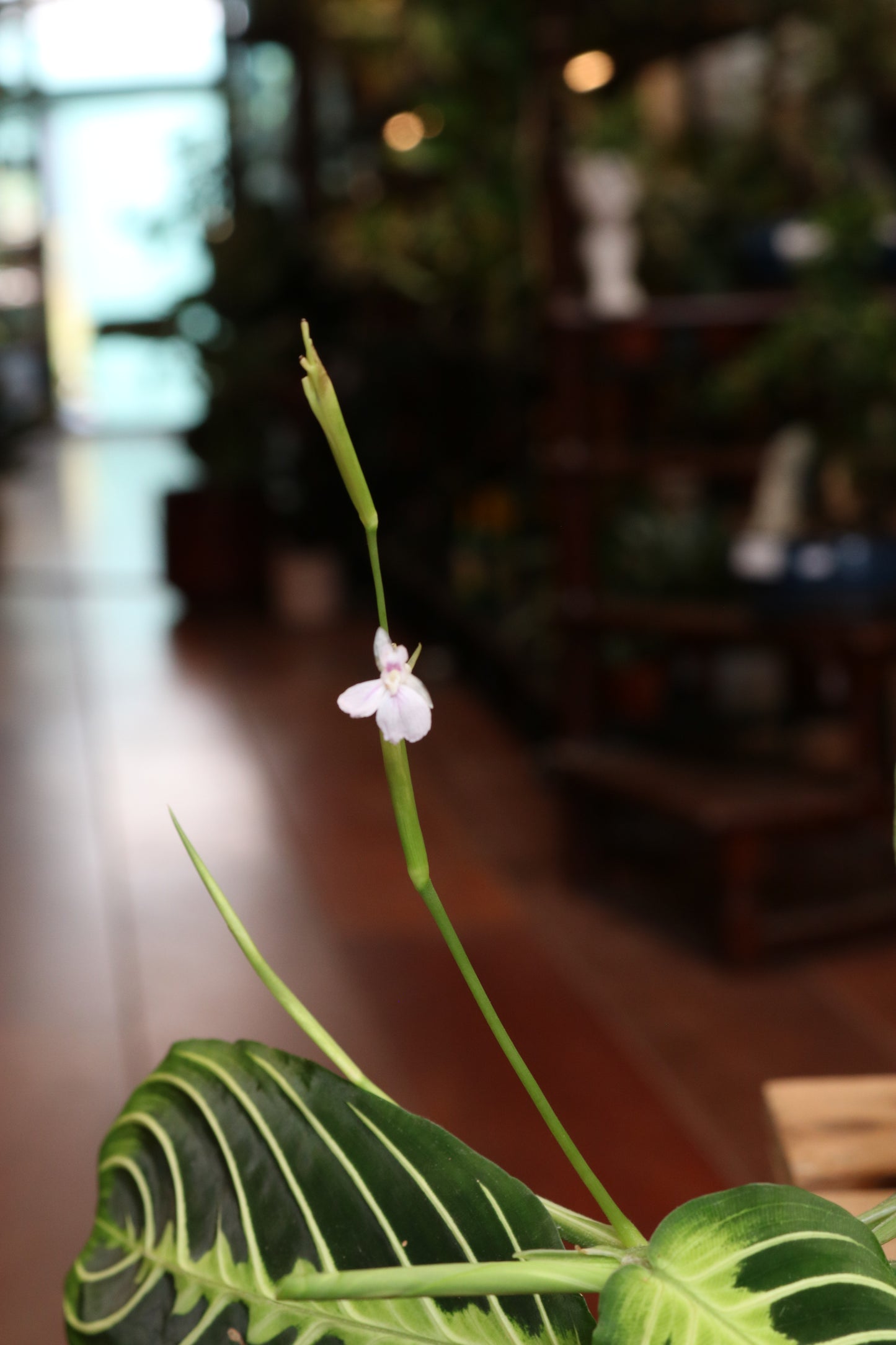 Maranta Lemon Lime