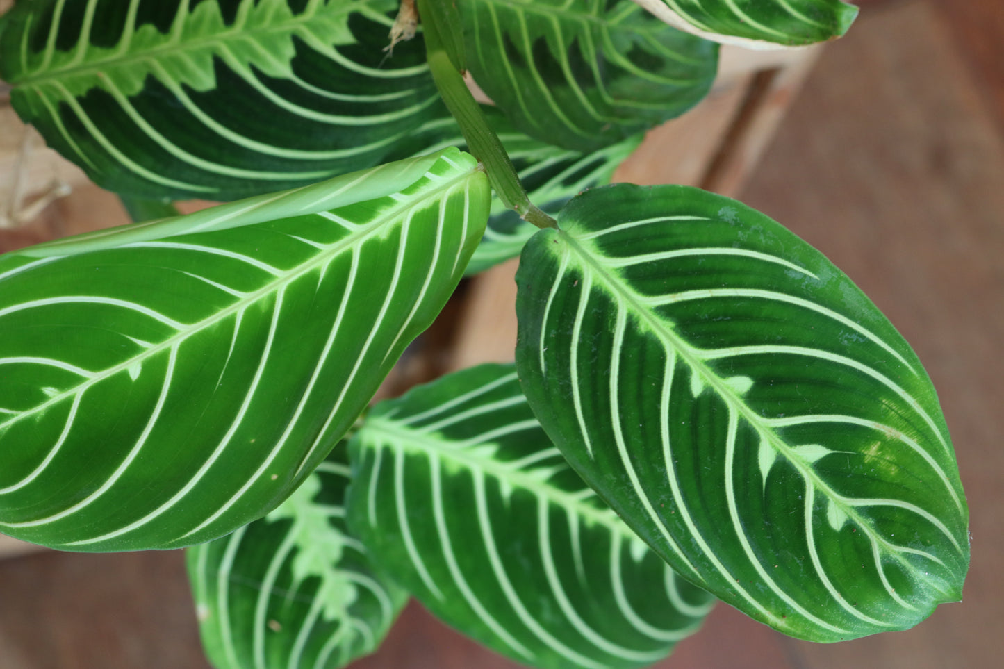 Maranta Lemon Lime