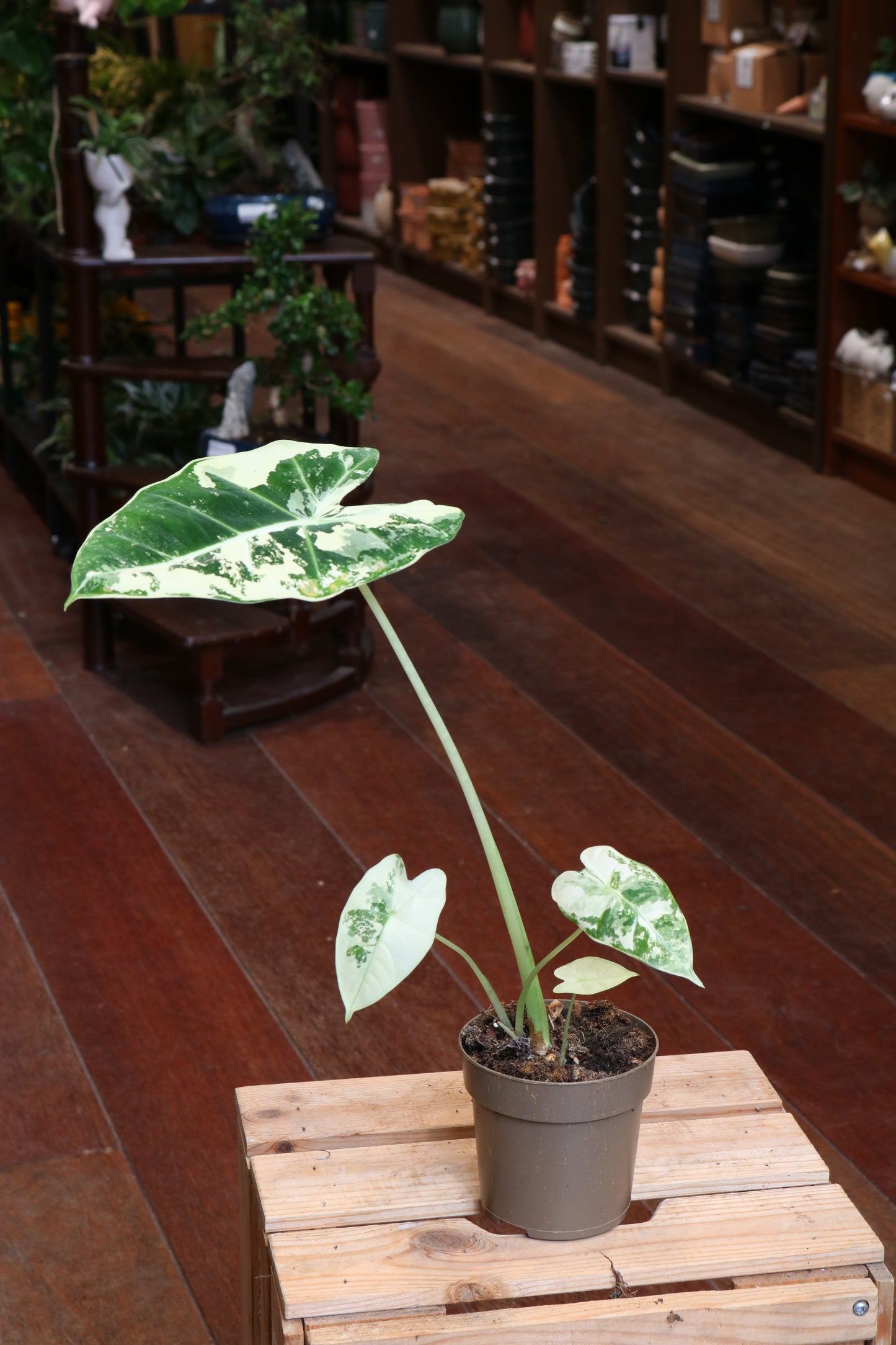 Alocasia Frydek Variegata