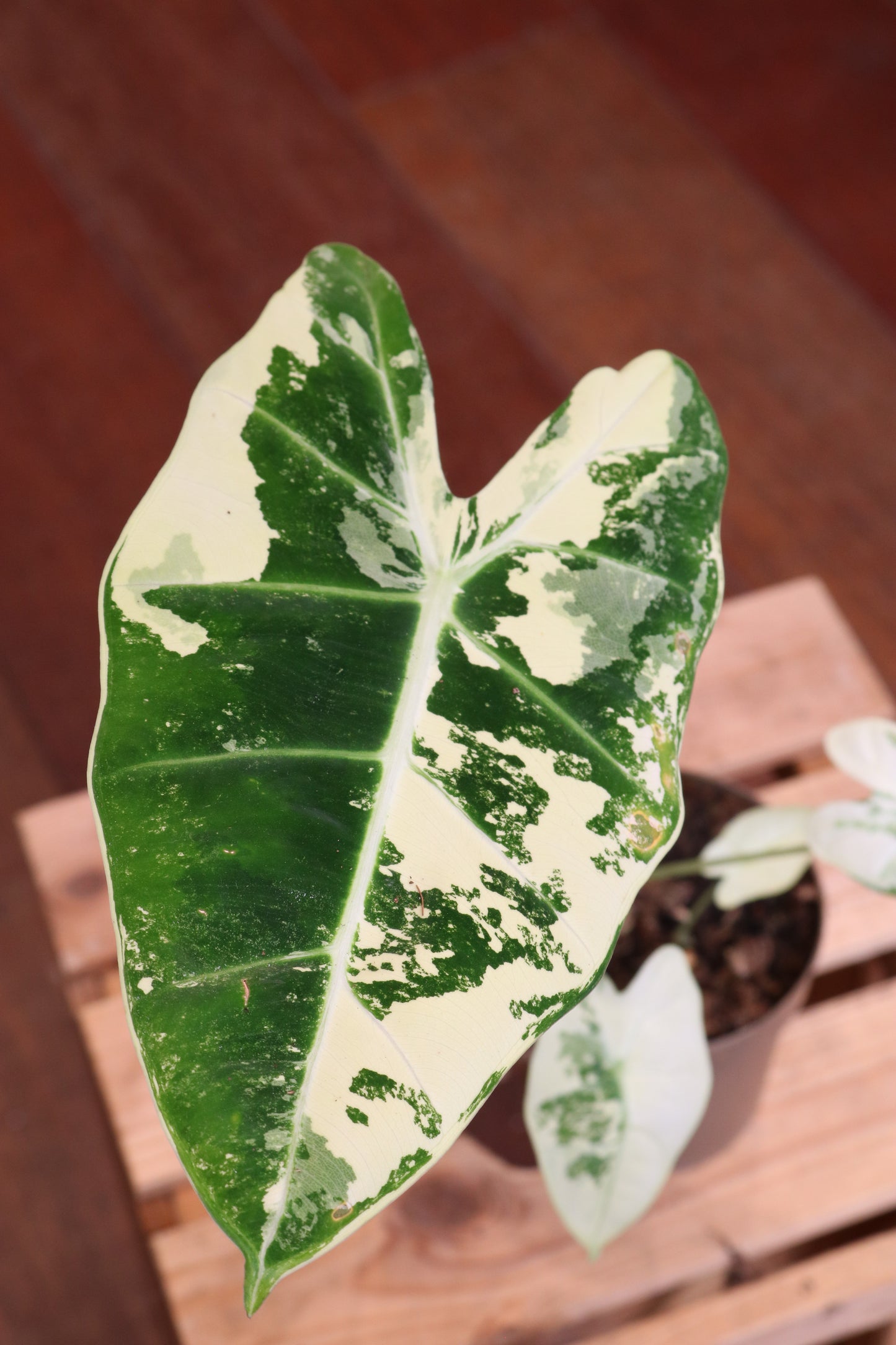 Alocasia Frydek Variegata
