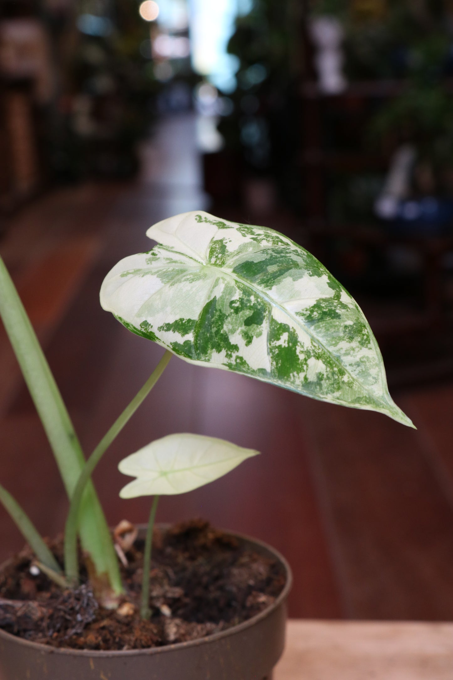 Alocasia Frydek Variegata