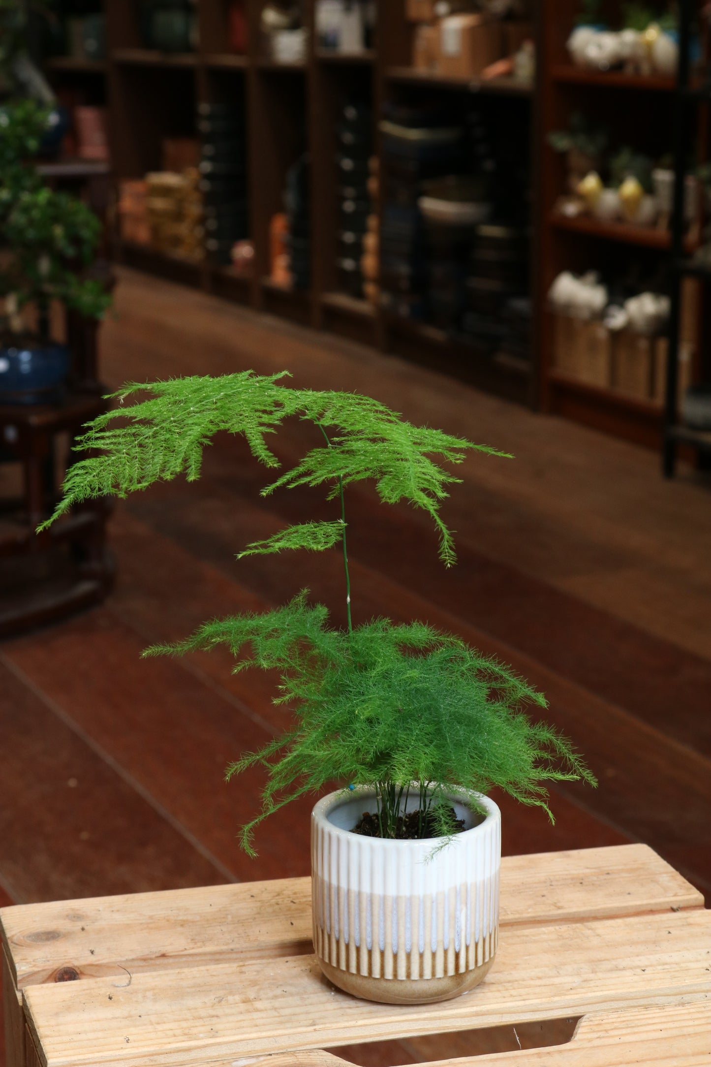 Asparagus Plumosus Fern