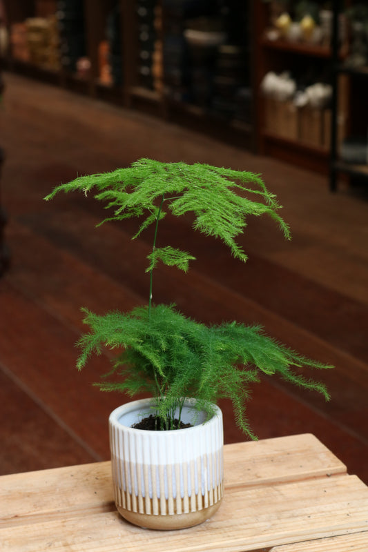 Asparagus Plumosus Fern