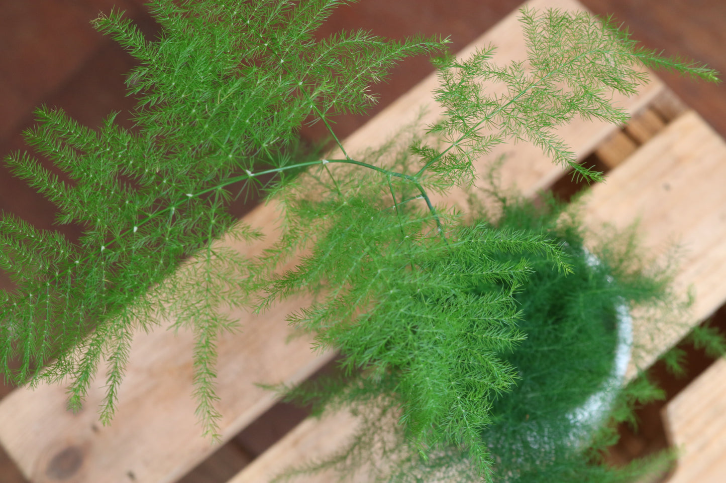 Asparagus Plumosus Fern