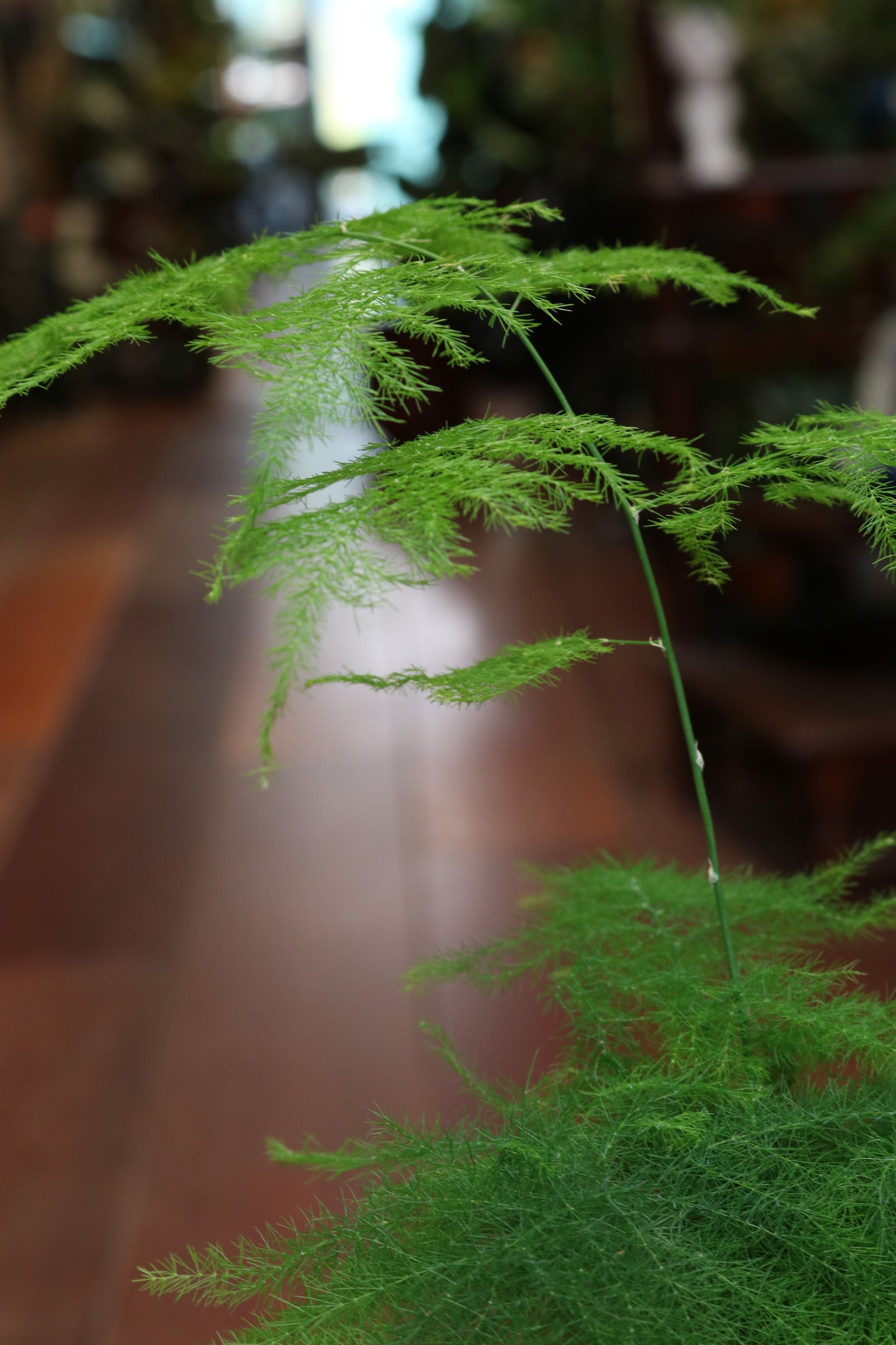 Asparagus Plumosus Fern