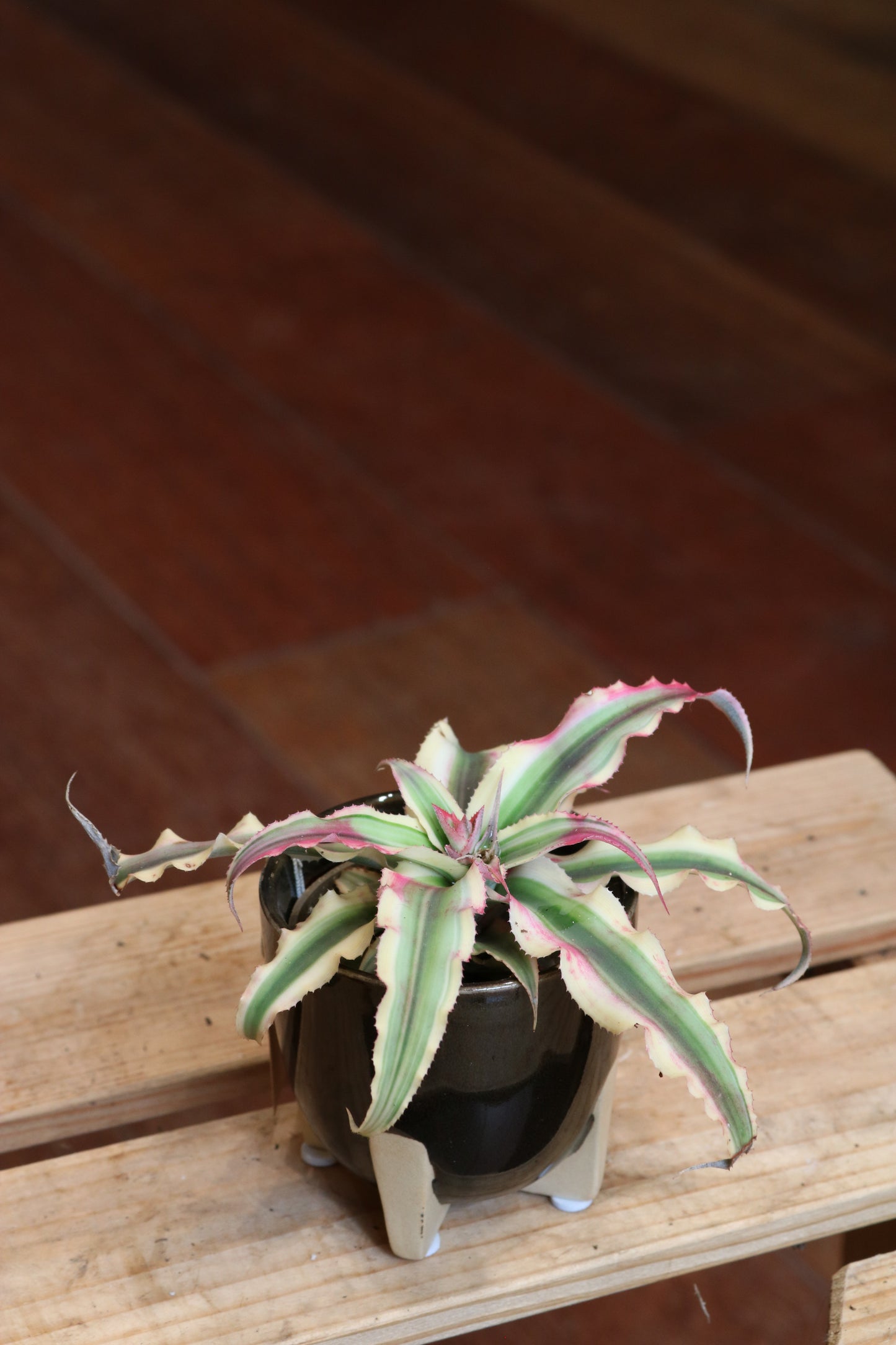 Cryptanthus (Pineapple Star)