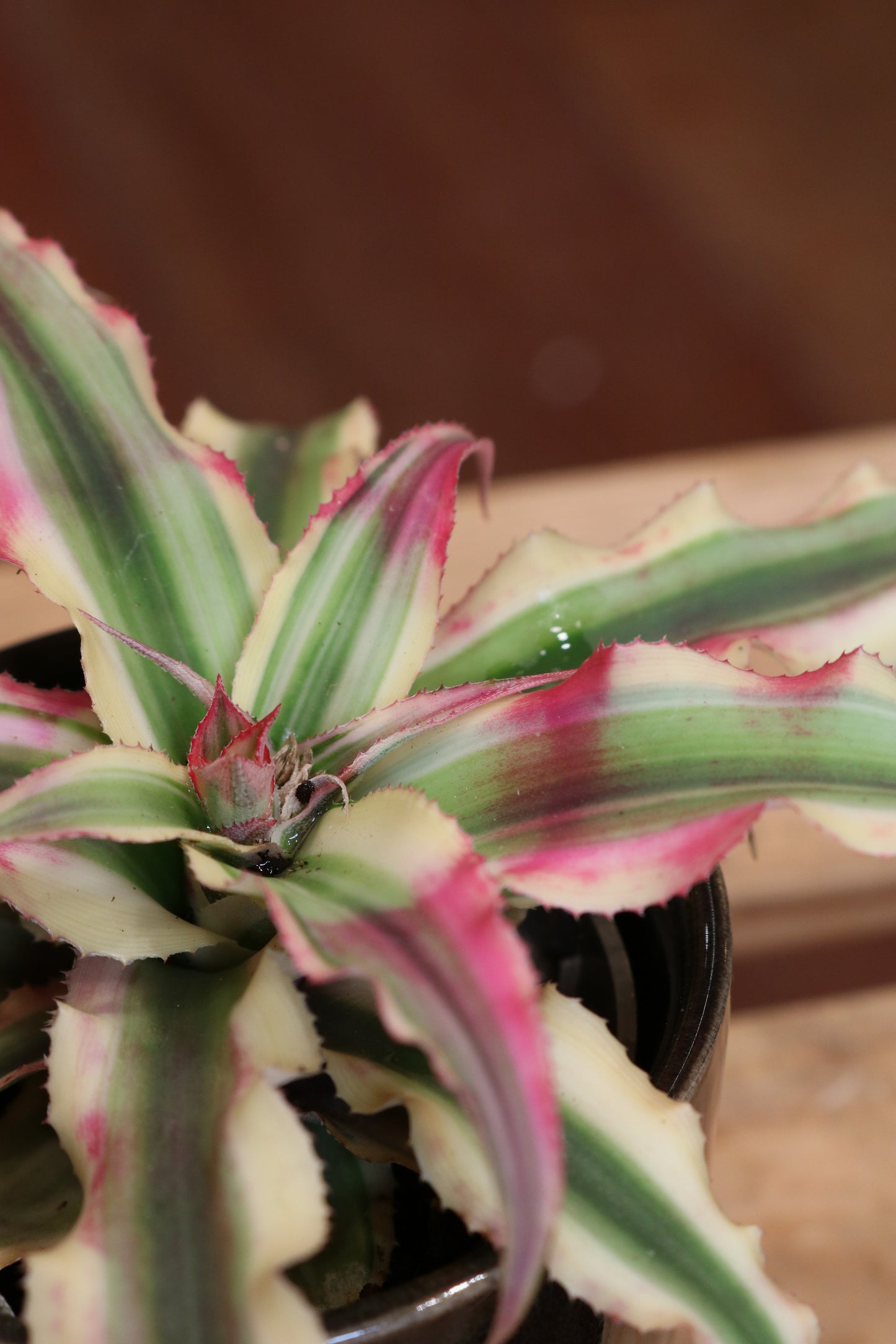 Cryptanthus (Pineapple Star)