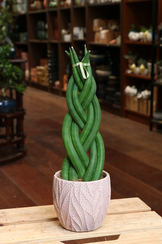 Sansevieria Cylindrica