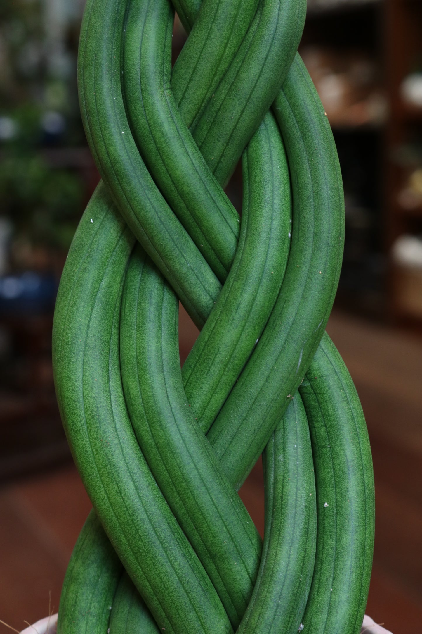 Sansevieria Cylindrica
