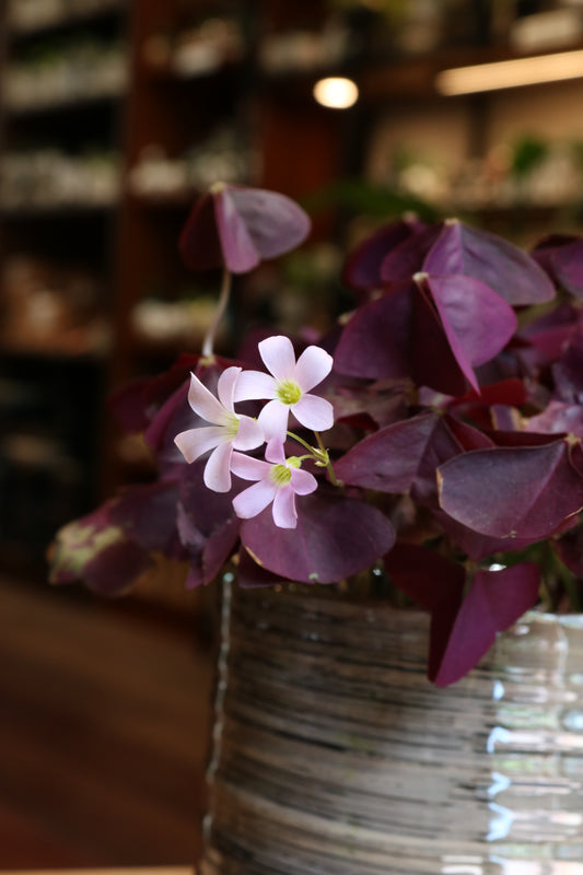 Purple Oxalis
