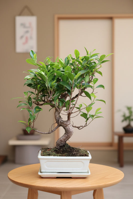 Ficus Bonsai