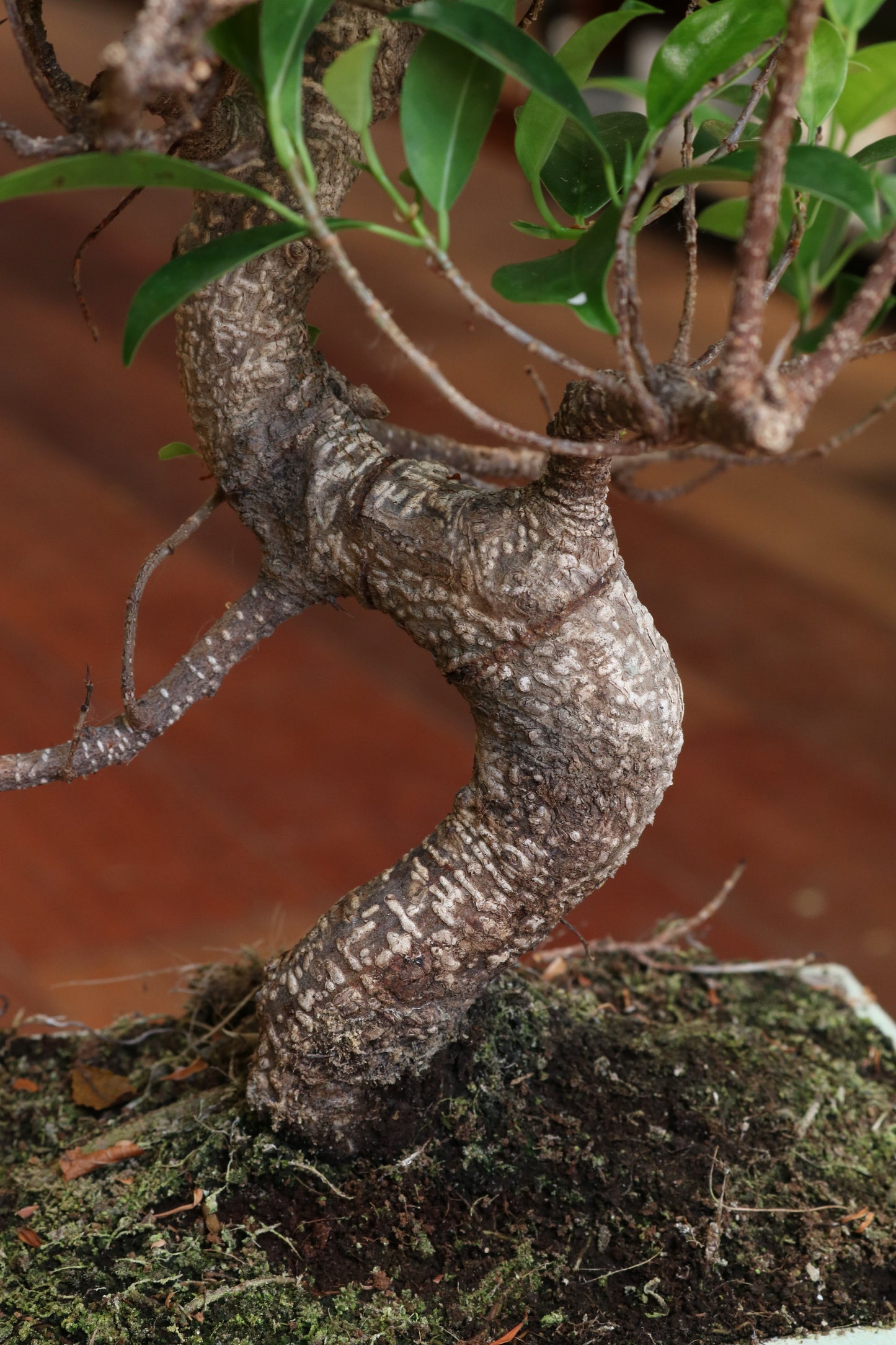 Ficus Bonsai