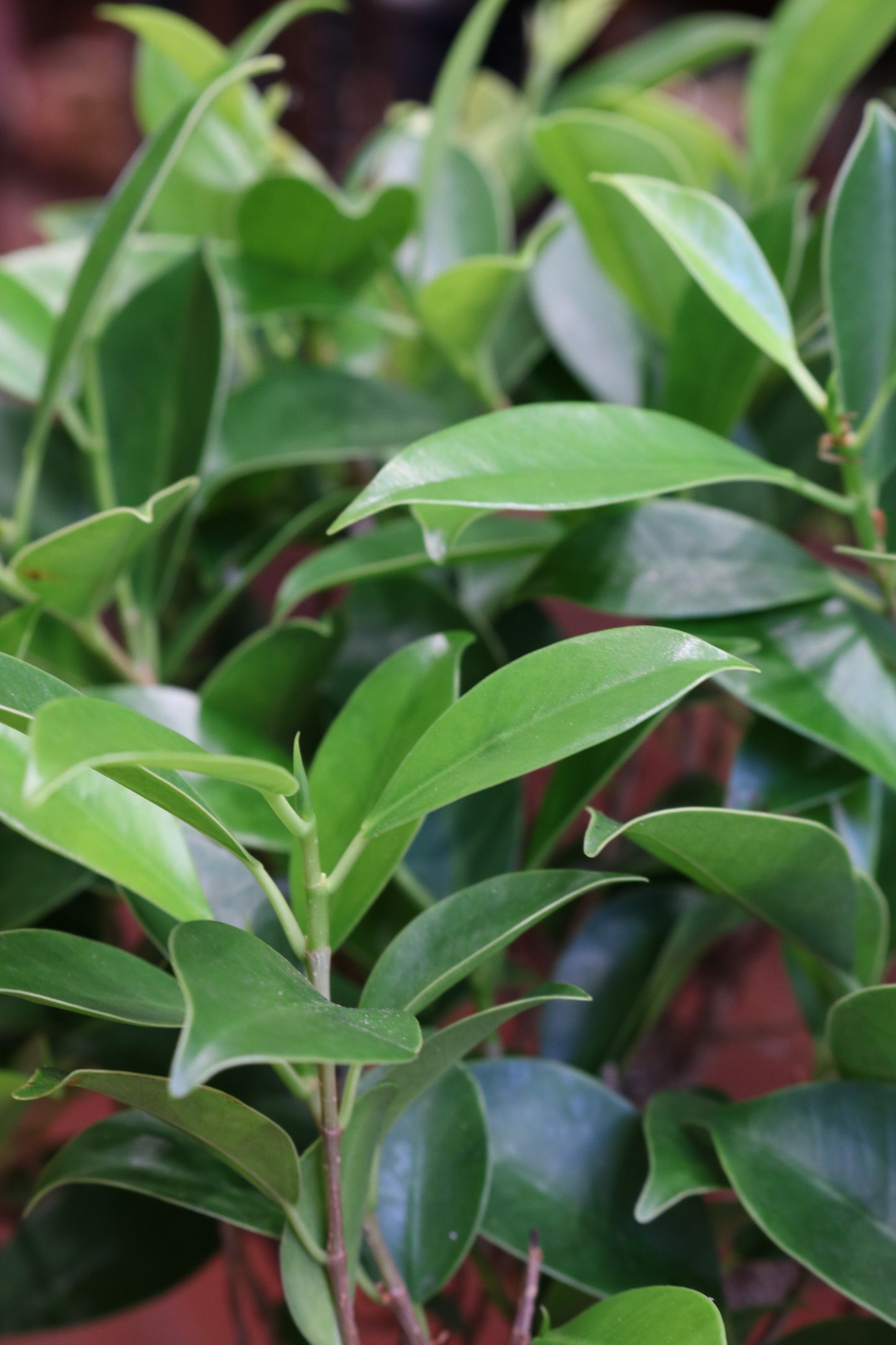 Ficus Bonsai