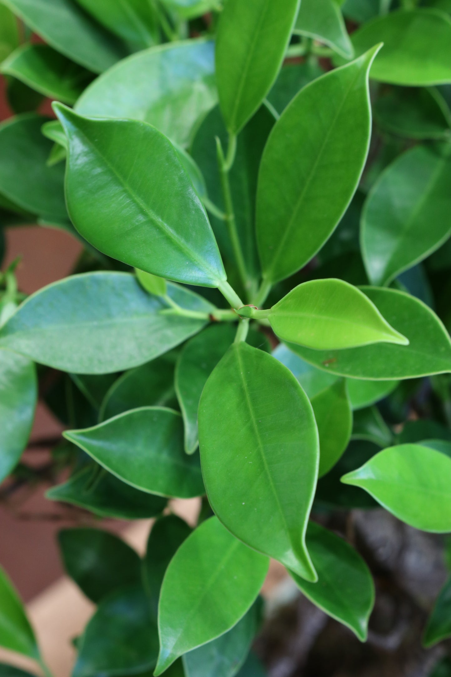 Ficus Bonsai