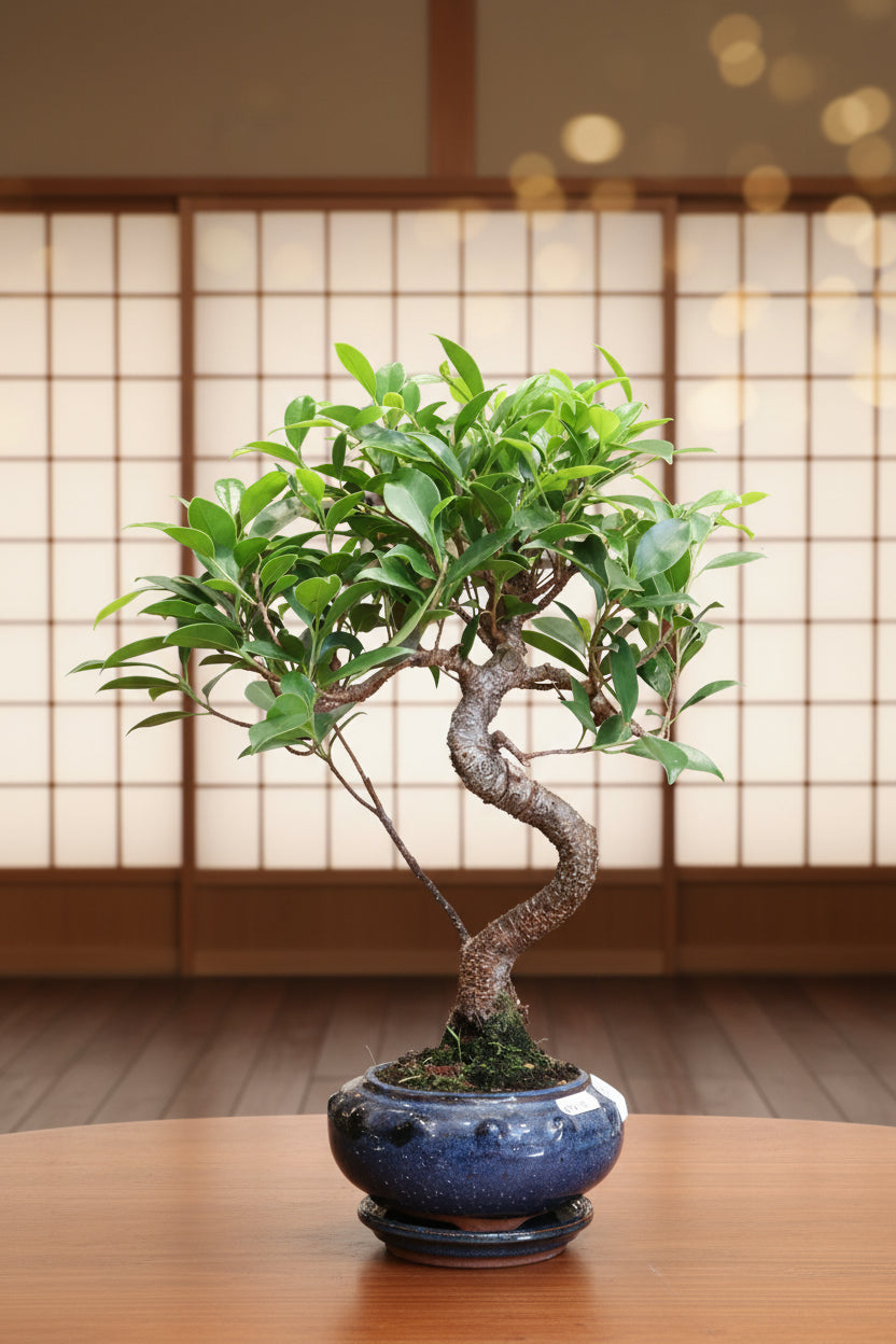 Ficus Bonsai in round pot