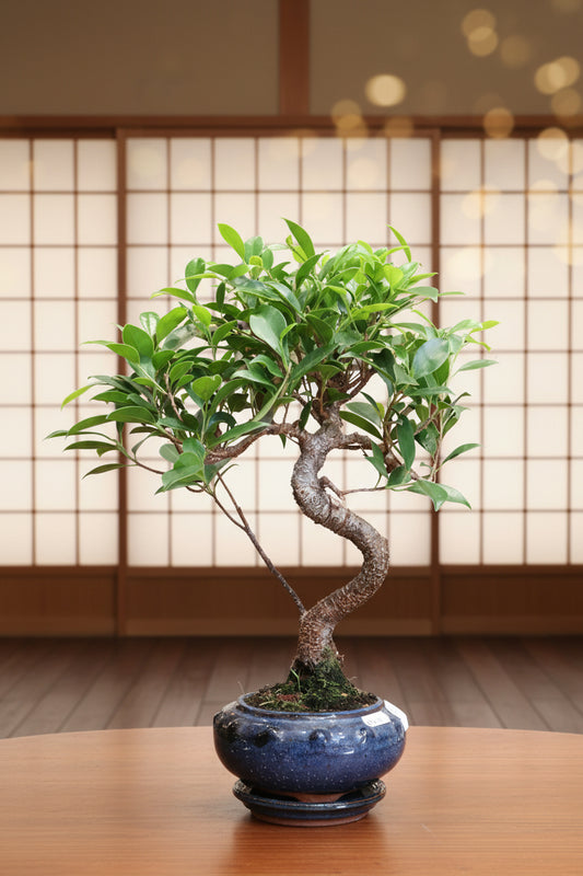 Ficus Bonsai in round pot