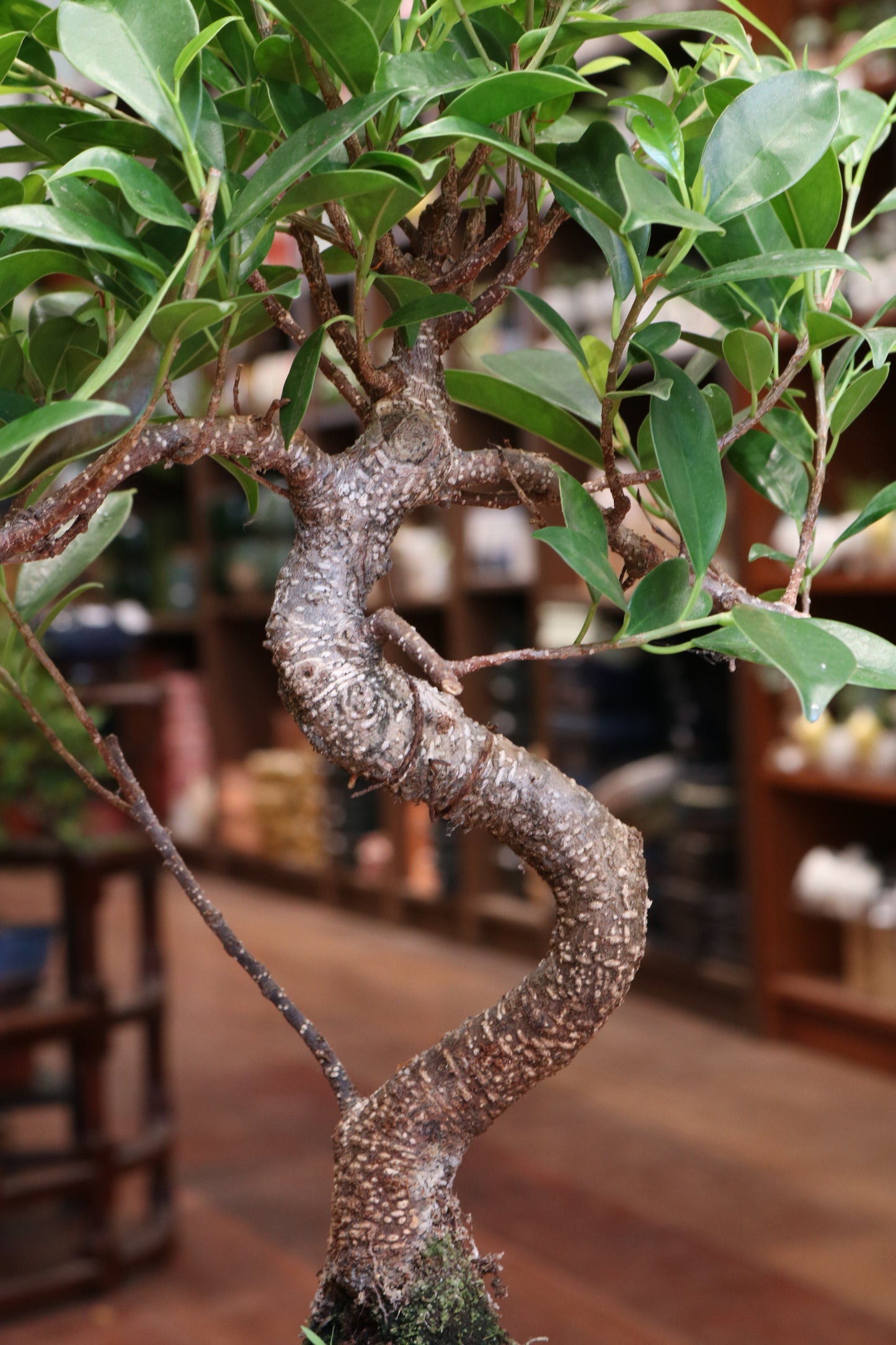 Ficus Bonsai in round pot