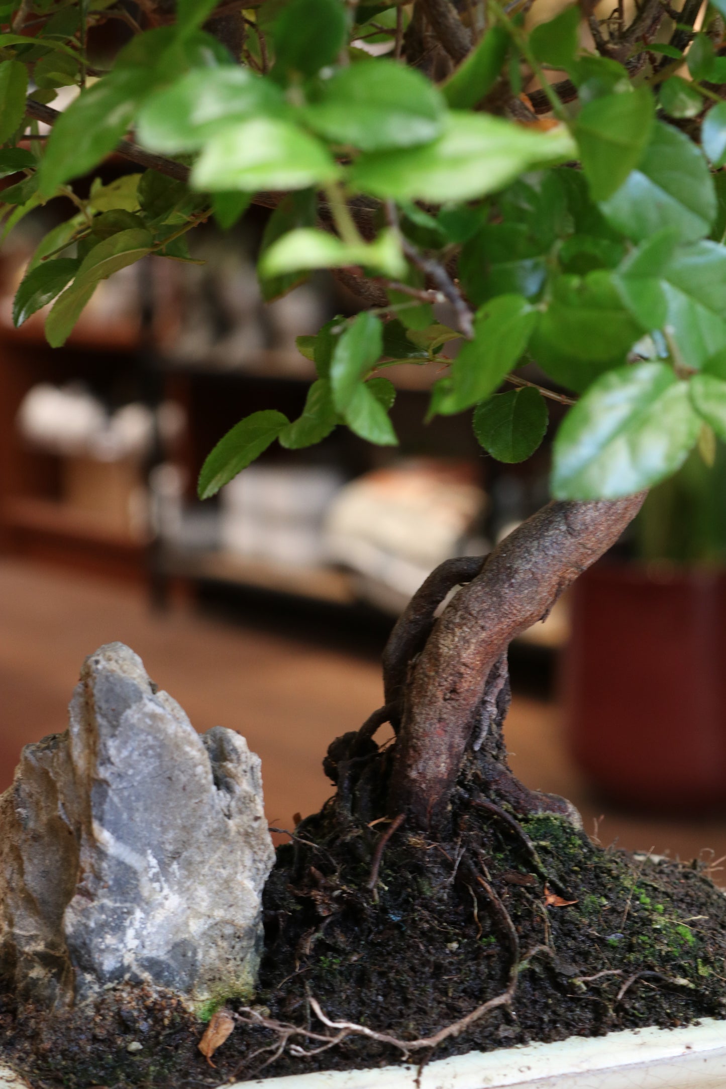 Chinese Sweet Plum Bonsai