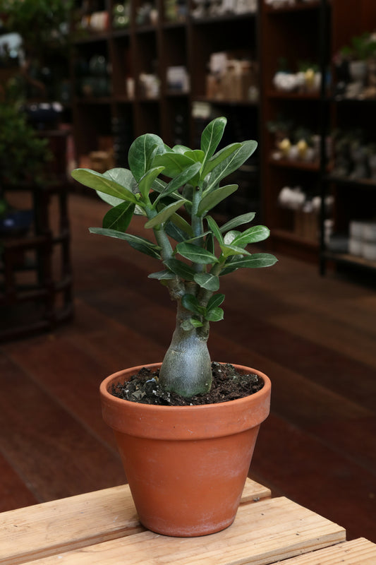 Adenium Obesum (Desert Rose)