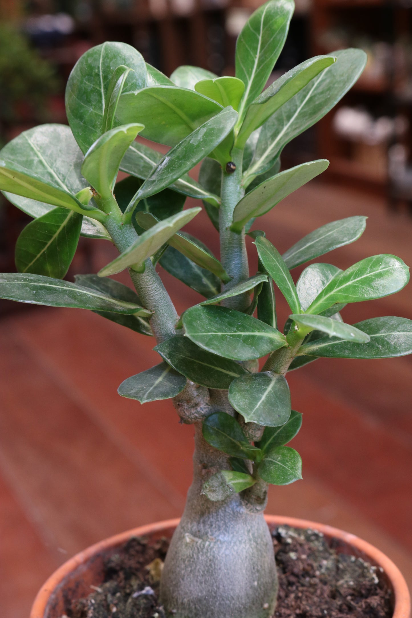 Adenium Obesum (Desert Rose)